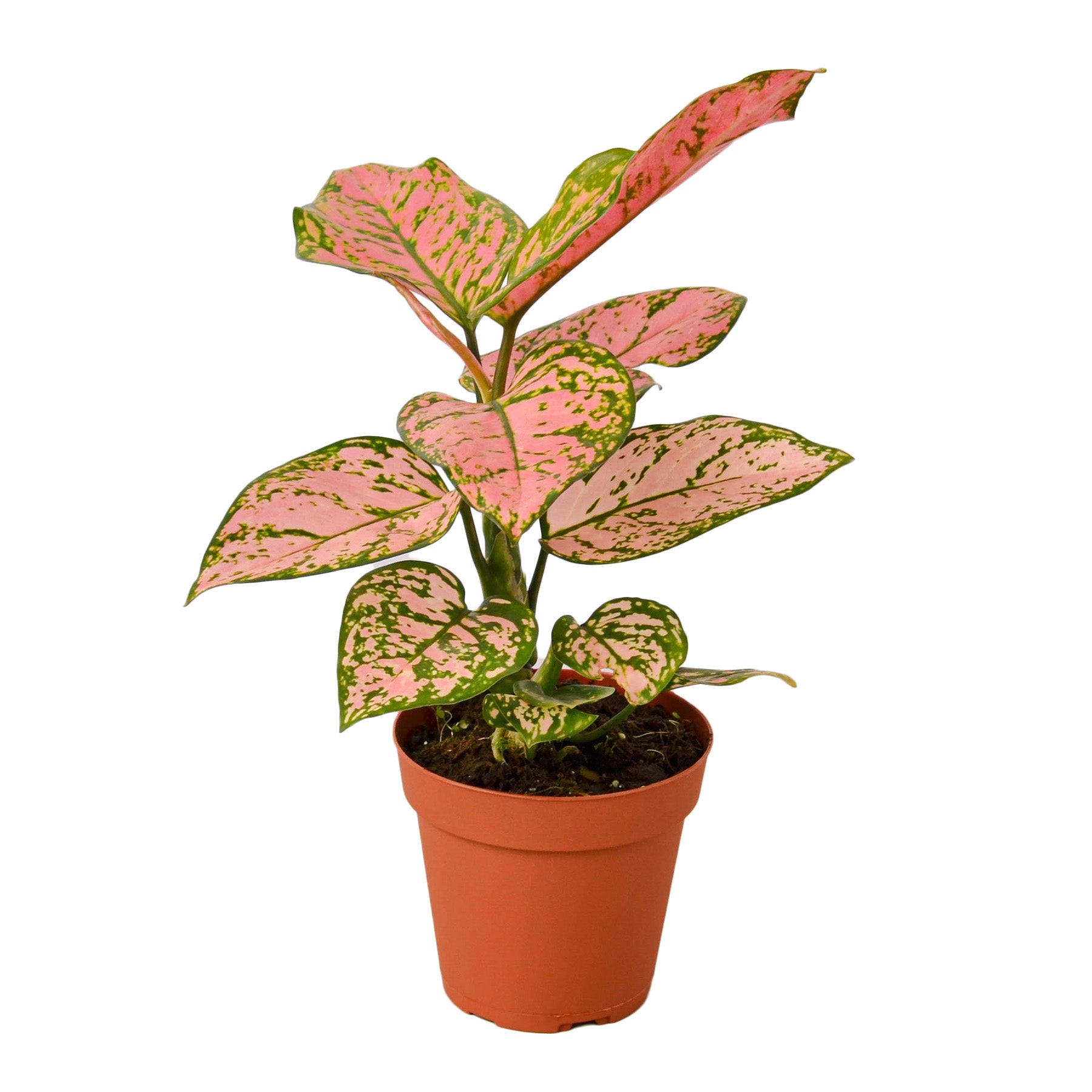 Chinese Evergreen 'Lady Valentine' with vibrant pink and green leaves, showcasing its unique patterns and glossy texture.