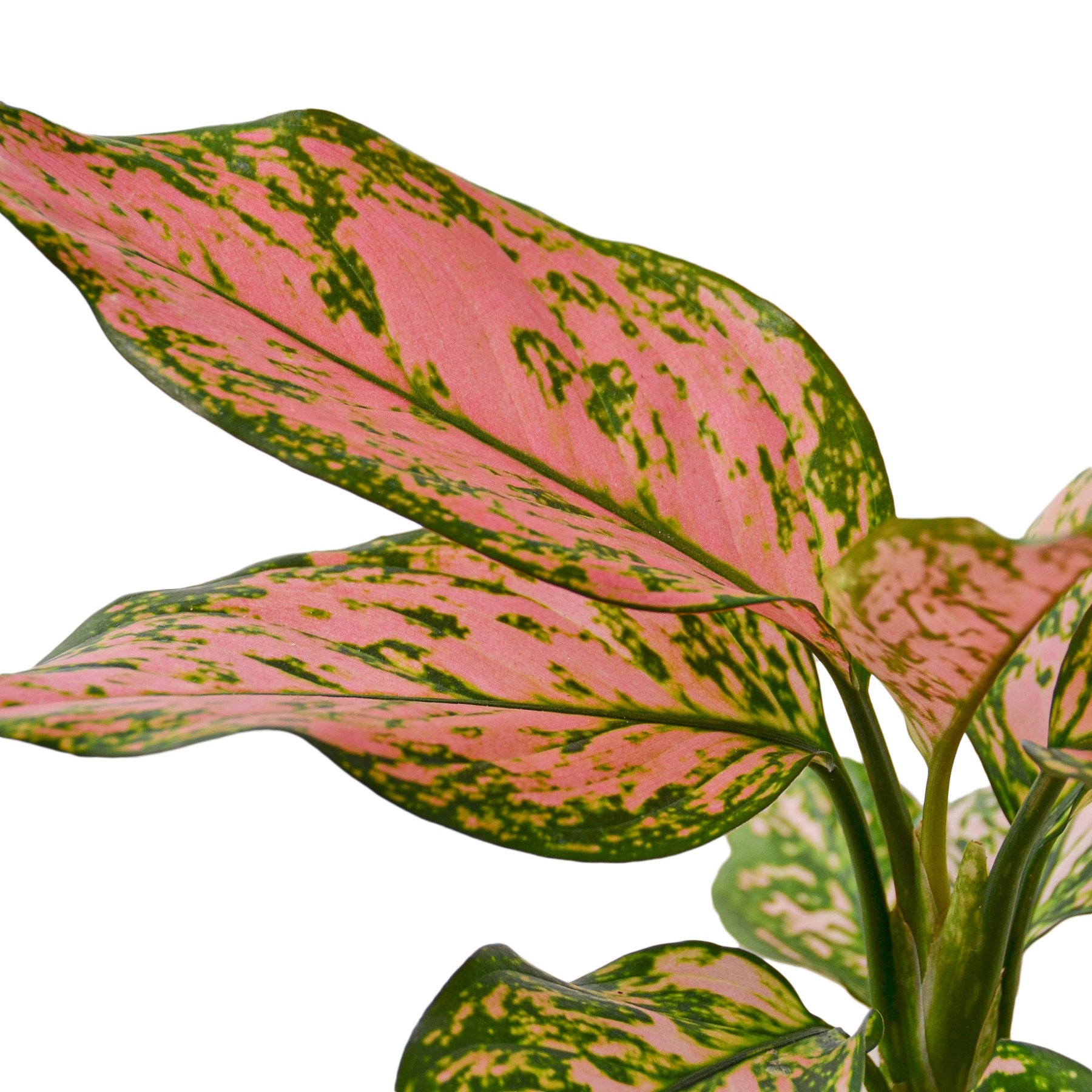 Chinese Evergreen 'Lady Valentine' with vibrant pink and green leaves, showcasing its unique patterns and glossy texture.