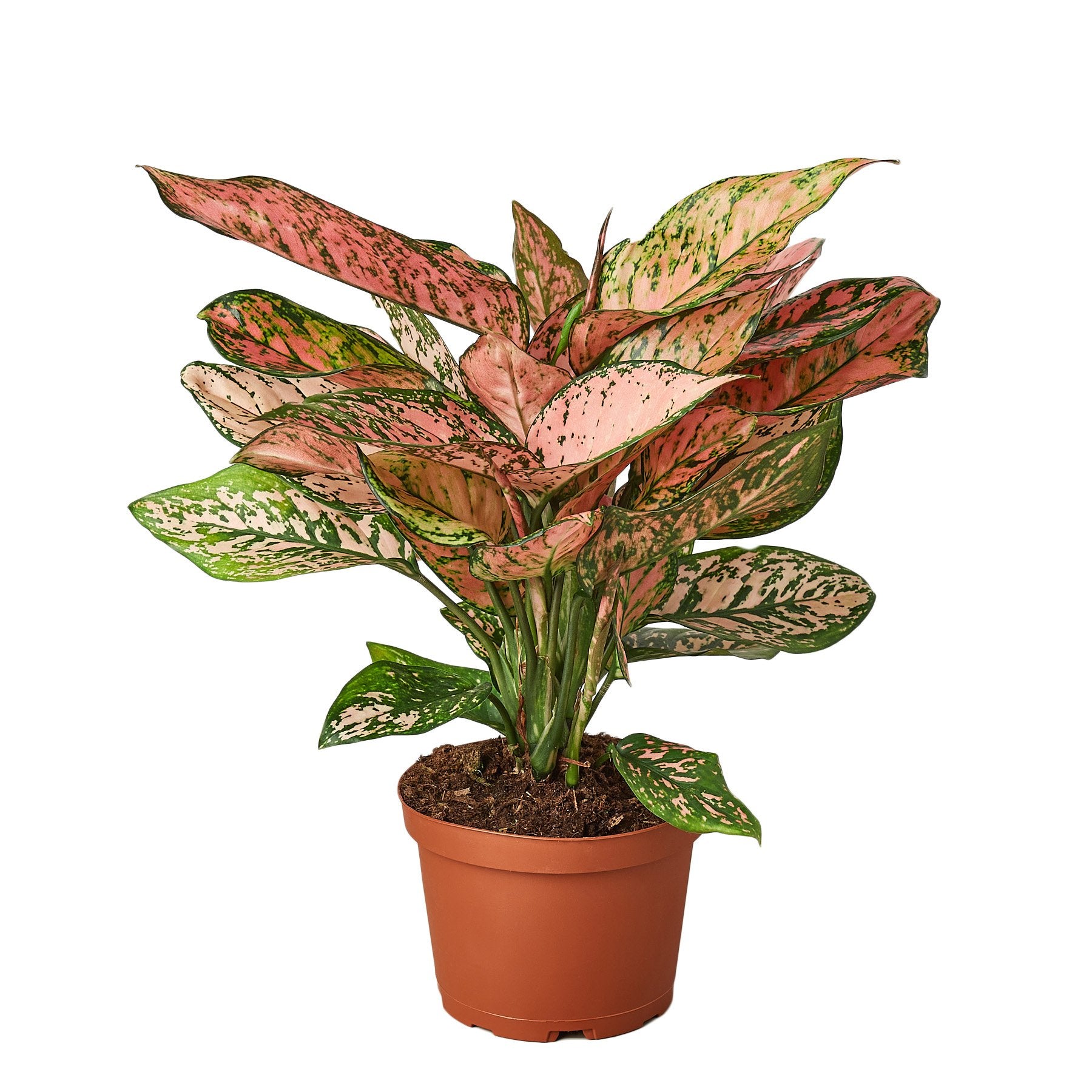 Chinese Evergreen 'Lady Valentine' with vibrant pink and green leaves, showcasing its unique patterns and glossy texture.