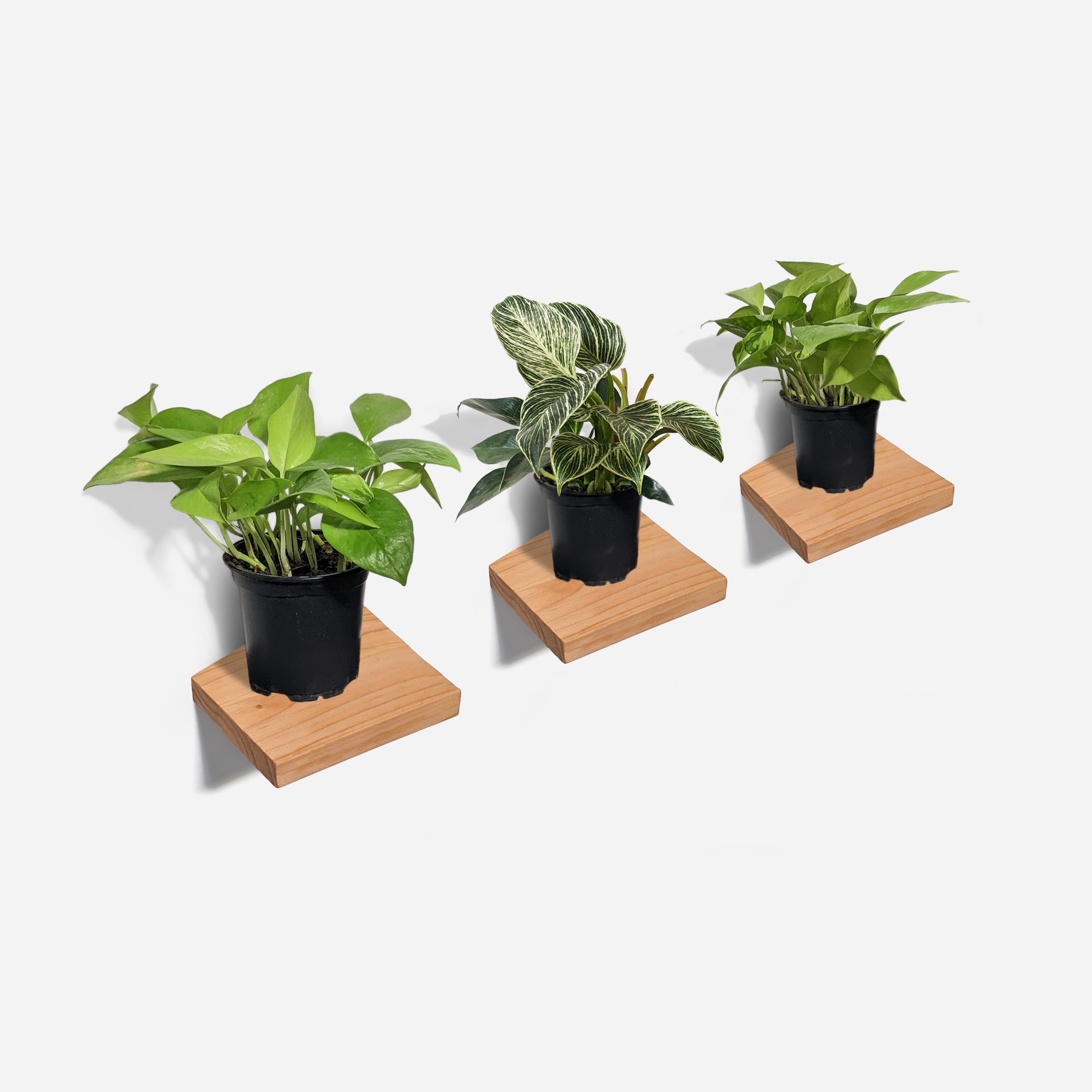 Chopped Plant Shelf mounted on a wall, showcasing its unique design and wood finish.