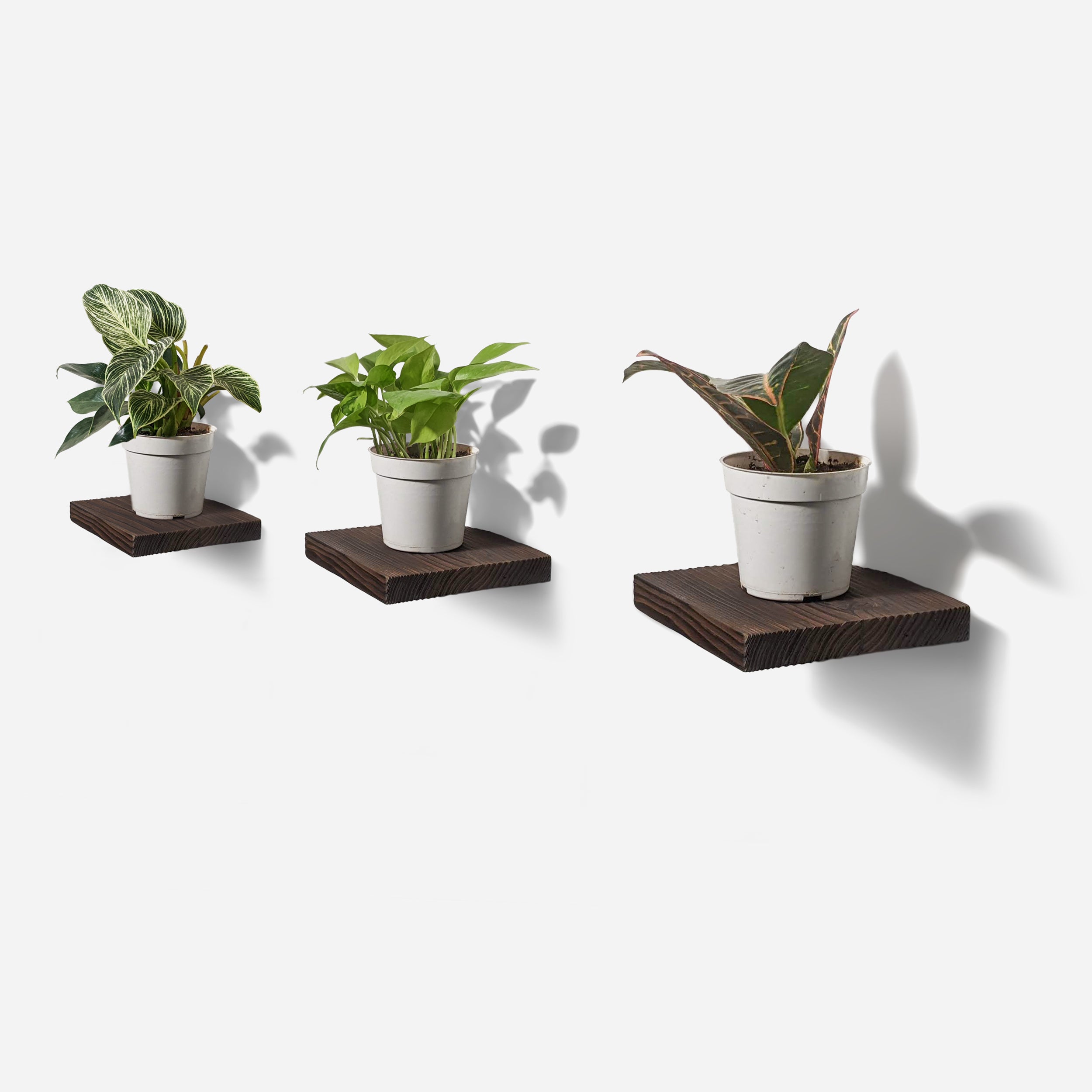 Chopped Plant Shelf mounted on a wall, showcasing its unique design and wood finish.