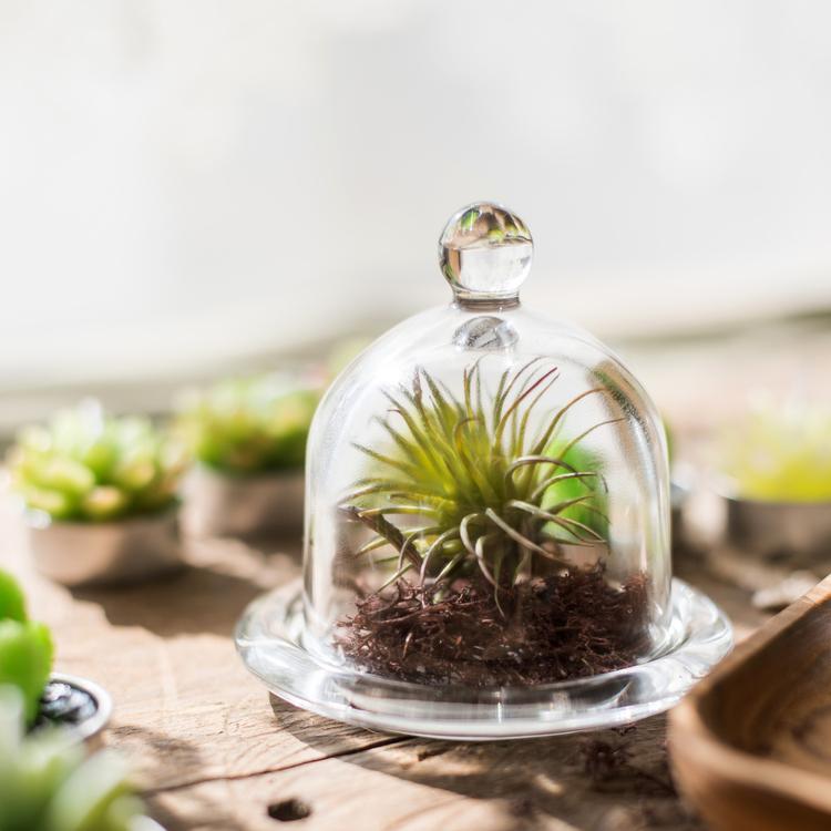 A clear glass dome showcasing a decorative item inside, elegantly designed for display purposes.