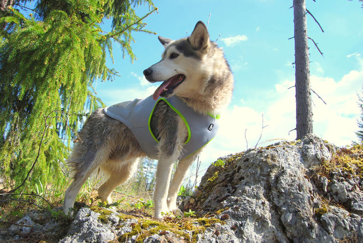 Neon yellow cooling vest for dogs in size 2XL, featuring adjustable zippers and D rings for leash attachment.