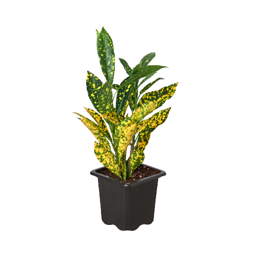 A vibrant Croton 'Gold Dust' houseplant with deep green leaves and bright yellow spots, showcasing its colorful foliage.