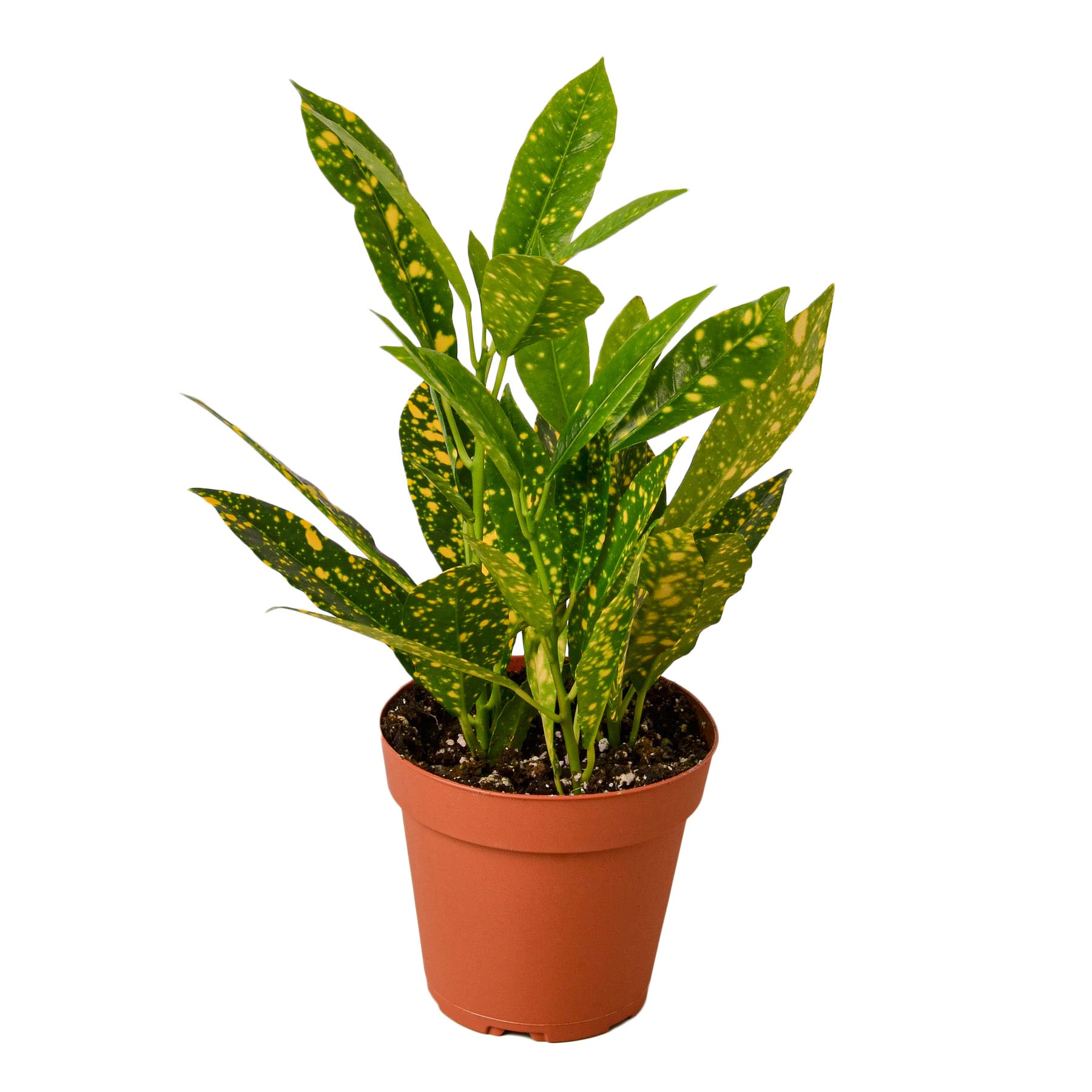 A vibrant Croton 'Gold Dust' houseplant with deep green leaves and bright yellow spots, showcasing its colorful foliage.