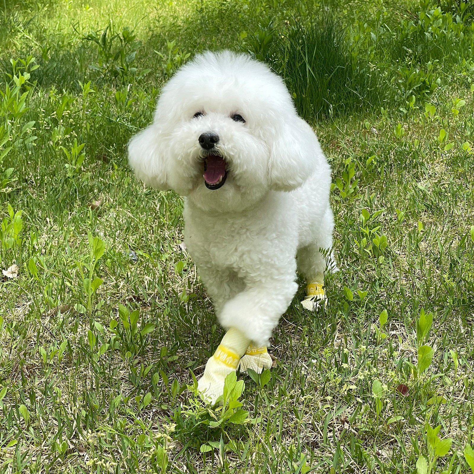 Daeng Daeng XS Yellow Dog Shoes, waterproof disposable boots designed for comfort and safety, featuring a non-slip pattern.