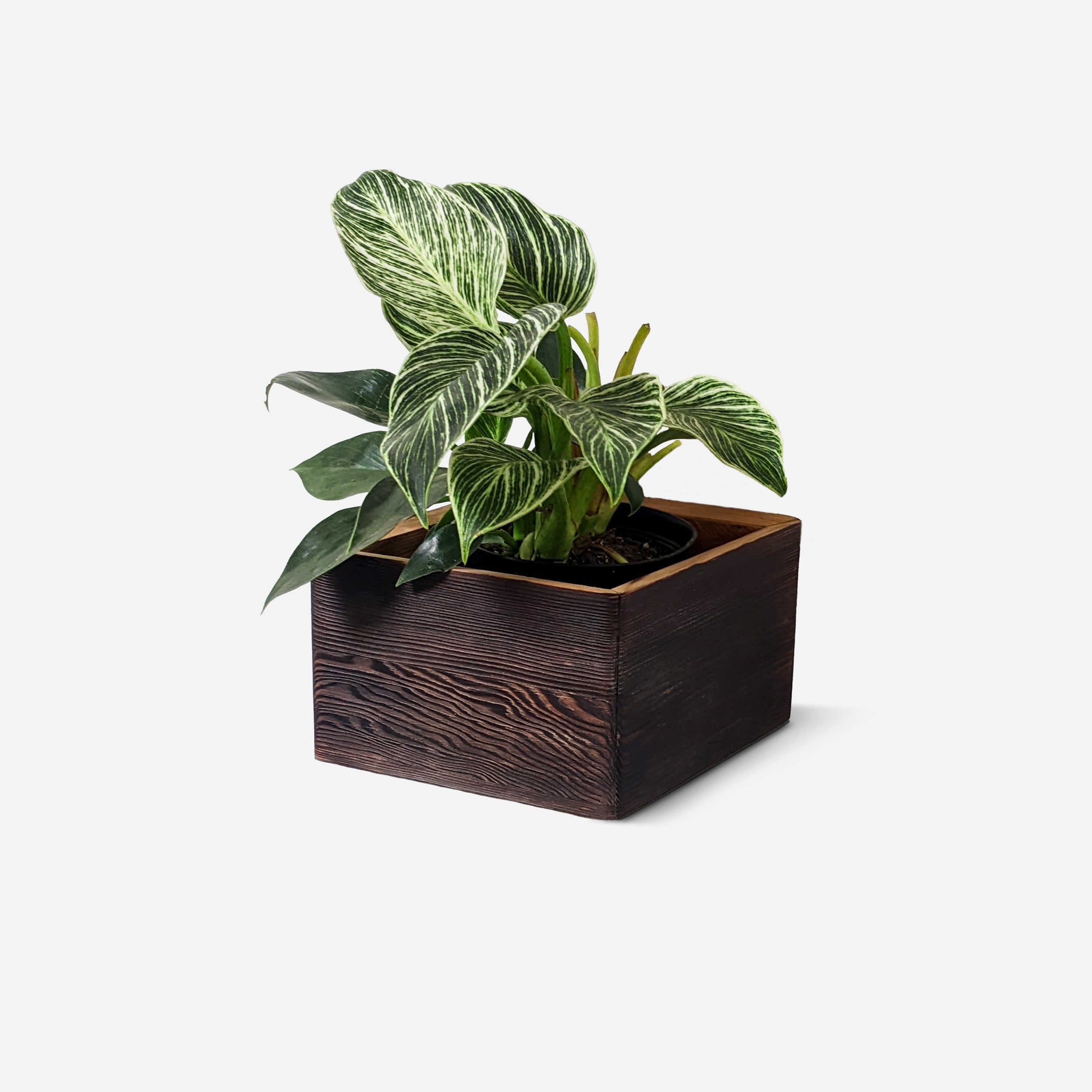 Diamond self-watering wall-mounted planter in wood, showcasing its unique shape and natural finish options.