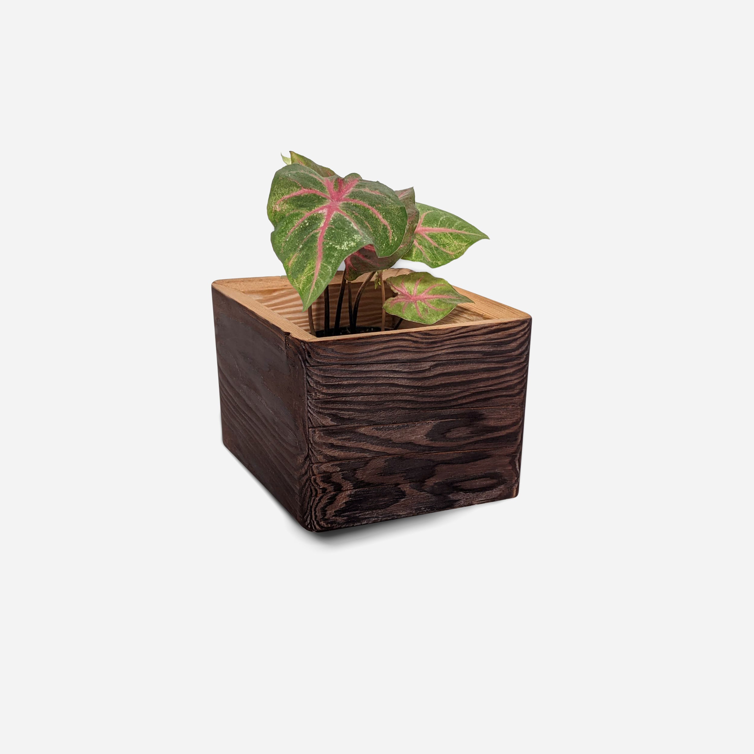 Diamond self-watering wall-mounted planter in wood, showcasing its unique shape and natural finish options.