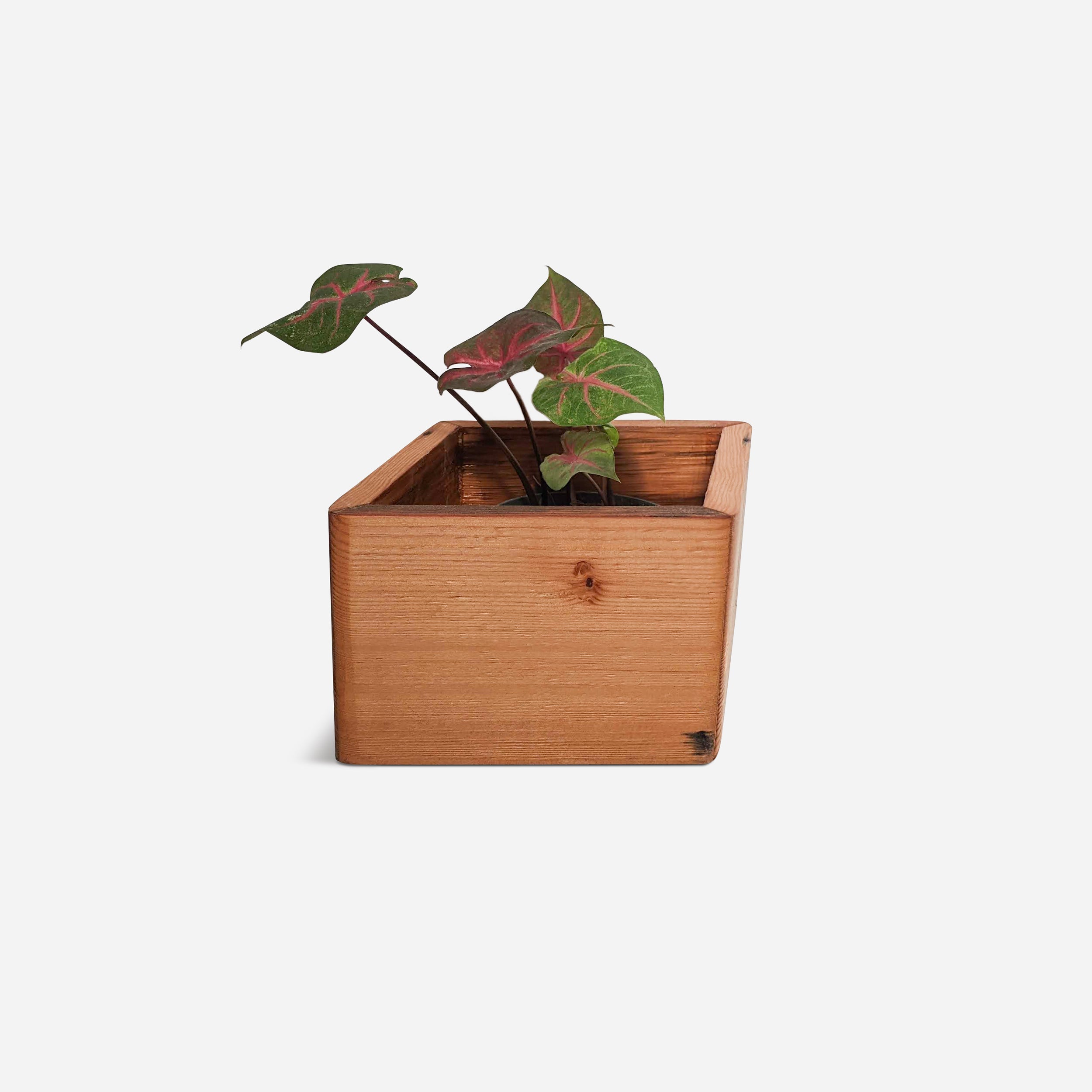 Diamond self-watering wall-mounted planter in wood, showcasing its unique shape and natural finish options.