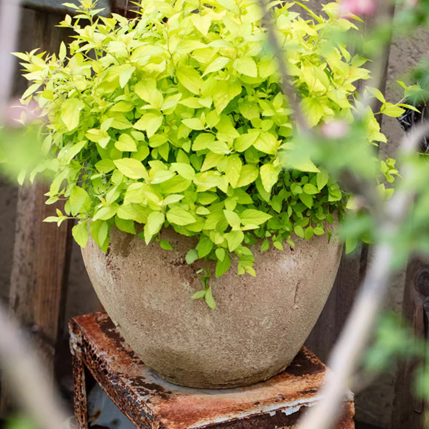 Distressed Cement Plant Pot in terracotta color, showcasing its rustic design and drainage hole.