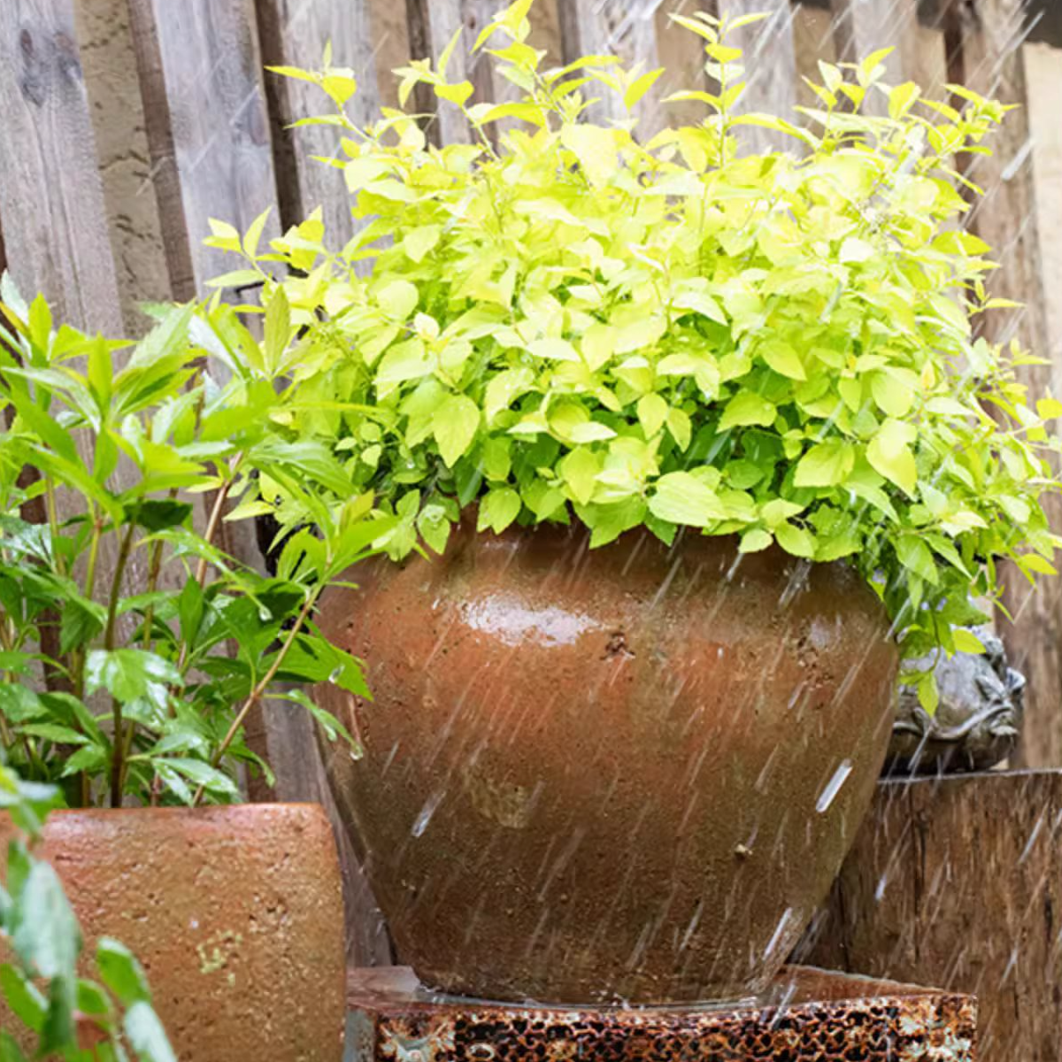 Distressed Cement Plant Pot in terracotta color, showcasing its rustic design and drainage hole.