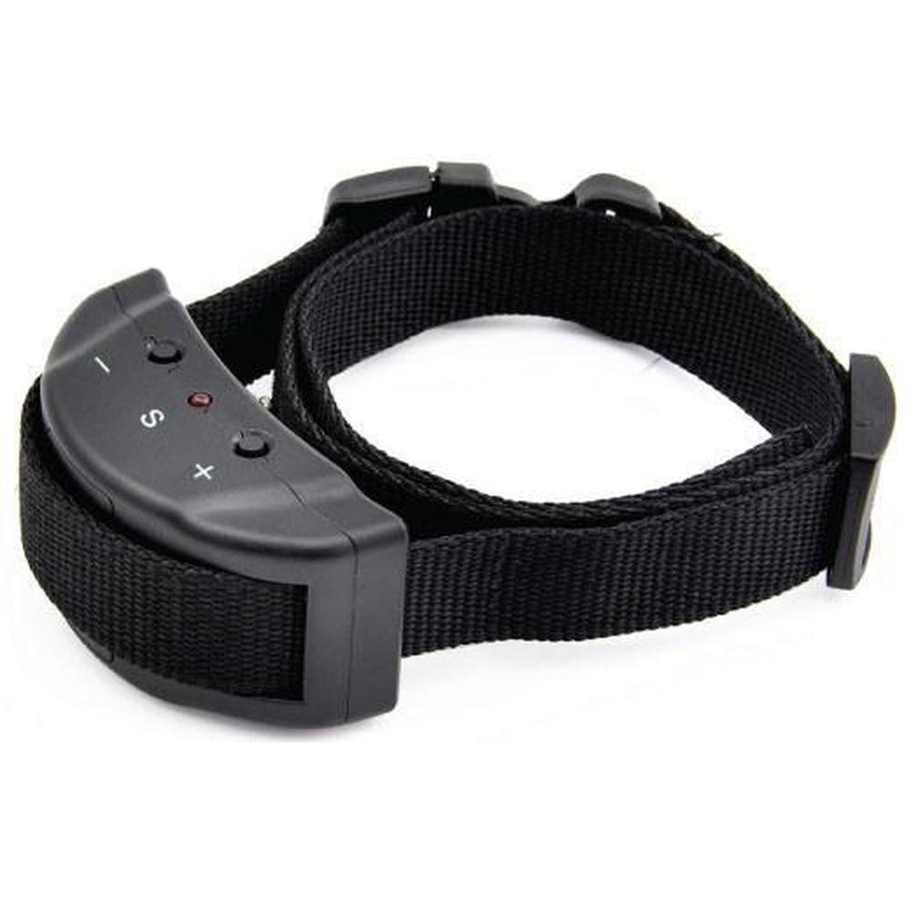 A small to medium-sized dog wearing a humane Dog Bark Collar that uses sound and vibration for training.