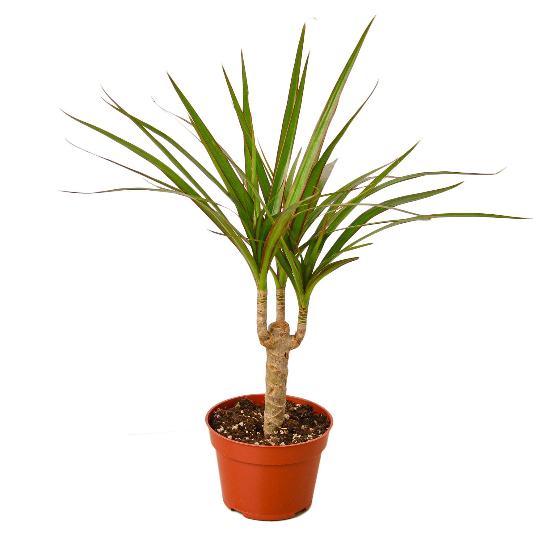 A tall Dracaena Marginata Cane with long, vibrant leaves in a decorative pot, showcasing its elegant and tropical appearance.