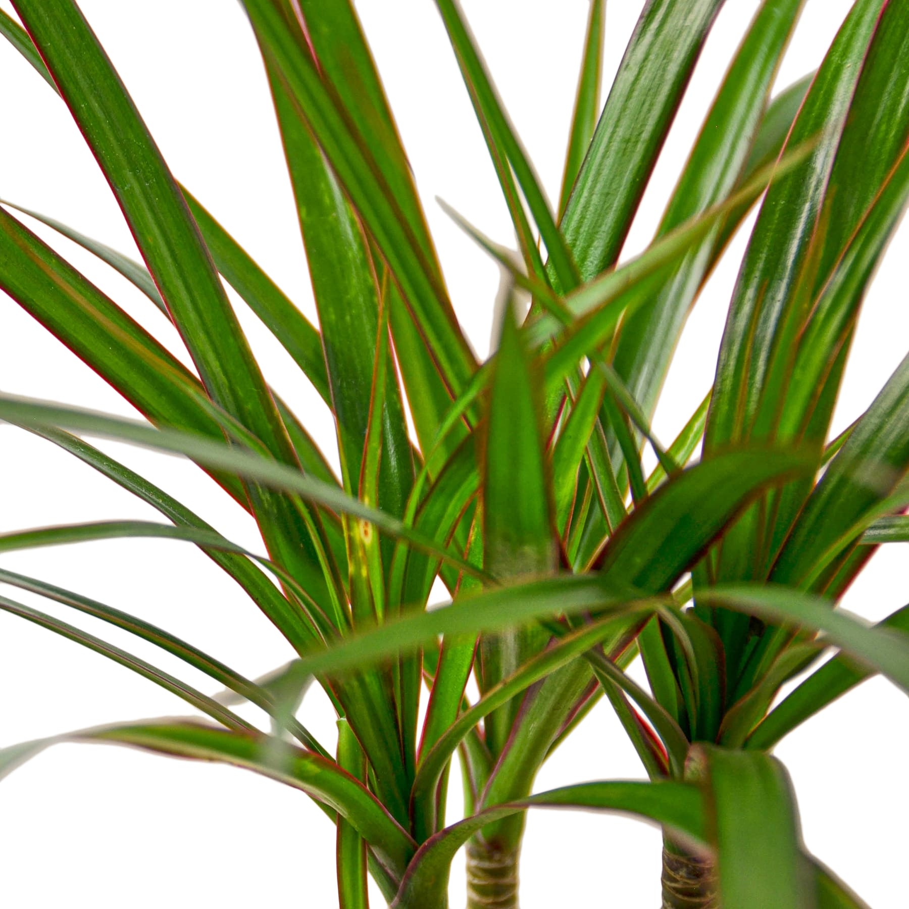 A tall Dracaena Marginata Cane with long, vibrant leaves in a decorative pot, showcasing its elegant and tropical appearance.