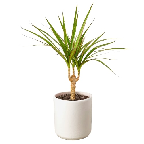 A tall Dracaena Marginata Cane with long, vibrant leaves in a decorative pot, showcasing its elegant and tropical appearance.