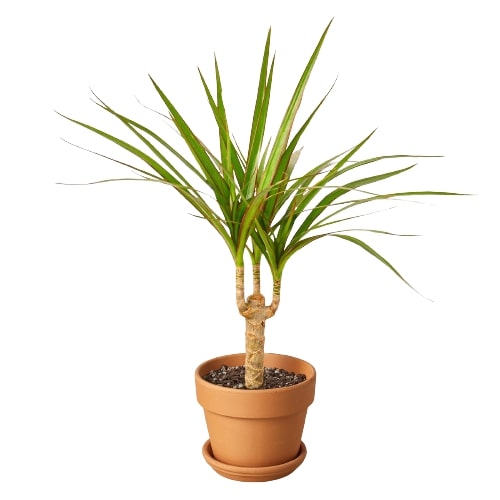 A tall Dracaena Marginata Cane with long, vibrant leaves in a decorative pot, showcasing its elegant and tropical appearance.