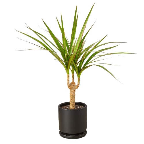 A tall Dracaena Marginata Cane with long, vibrant leaves in a decorative pot, showcasing its elegant and tropical appearance.