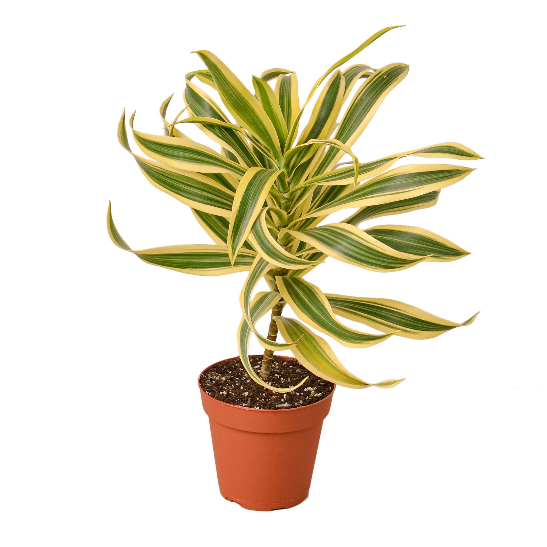 Dracaena 'Song of India' plant with vibrant yellow and green leaves in a 4-inch pot, showcasing its smooth foliage and upright growth.