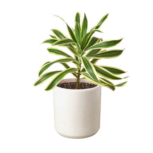 Dracaena 'Song of India' plant with vibrant yellow and green leaves in a 4-inch pot, showcasing its smooth foliage and upright growth.