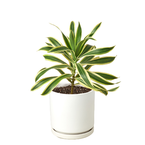 Dracaena 'Song of India' plant with vibrant yellow and green leaves in a 4-inch pot, showcasing its smooth foliage and upright growth.