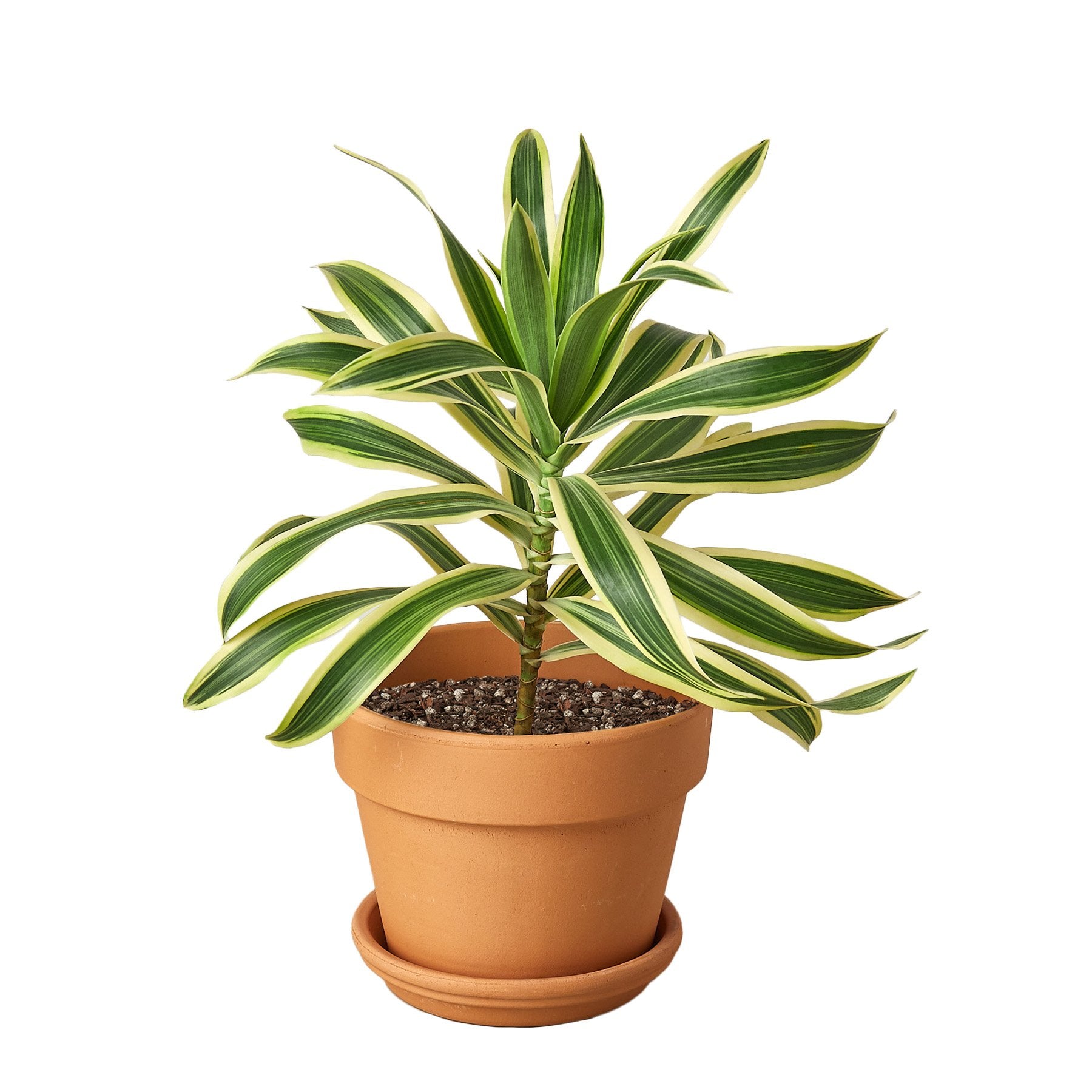 Dracaena 'Song of India' plant with vibrant yellow and green leaves in a 4-inch pot, showcasing its smooth foliage and upright growth.