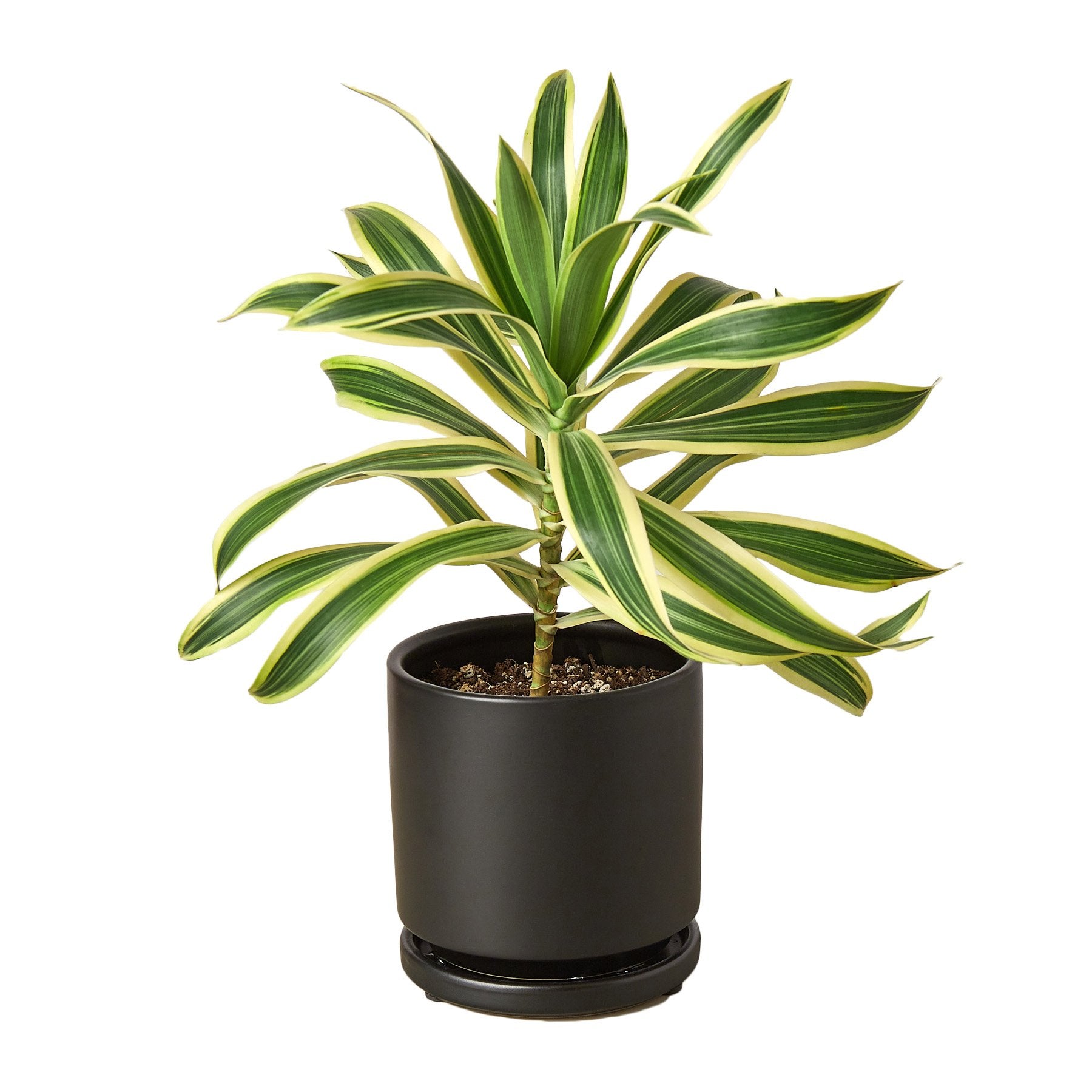 Dracaena 'Song of India' plant with vibrant yellow and green leaves in a 4-inch pot, showcasing its smooth foliage and upright growth.