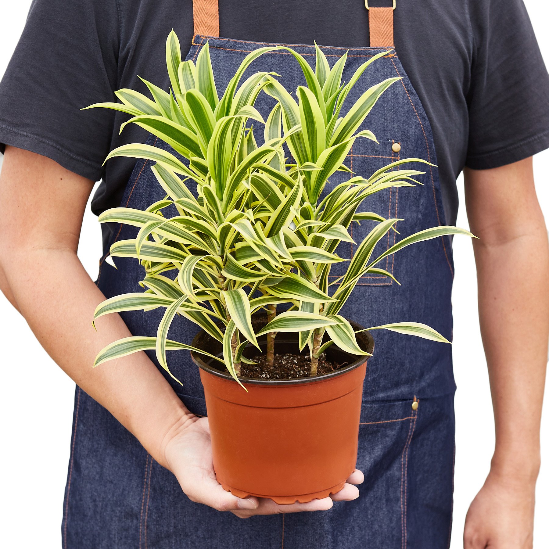 Dracaena 'Song of India' plant with vibrant yellow and green leaves in a 4-inch pot, showcasing its smooth foliage and upright growth.