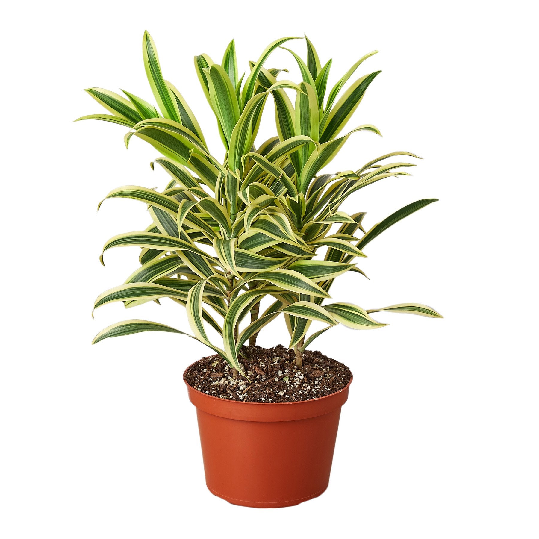 Dracaena 'Song of India' plant with vibrant yellow and green leaves in a 4-inch pot, showcasing its smooth foliage and upright growth.