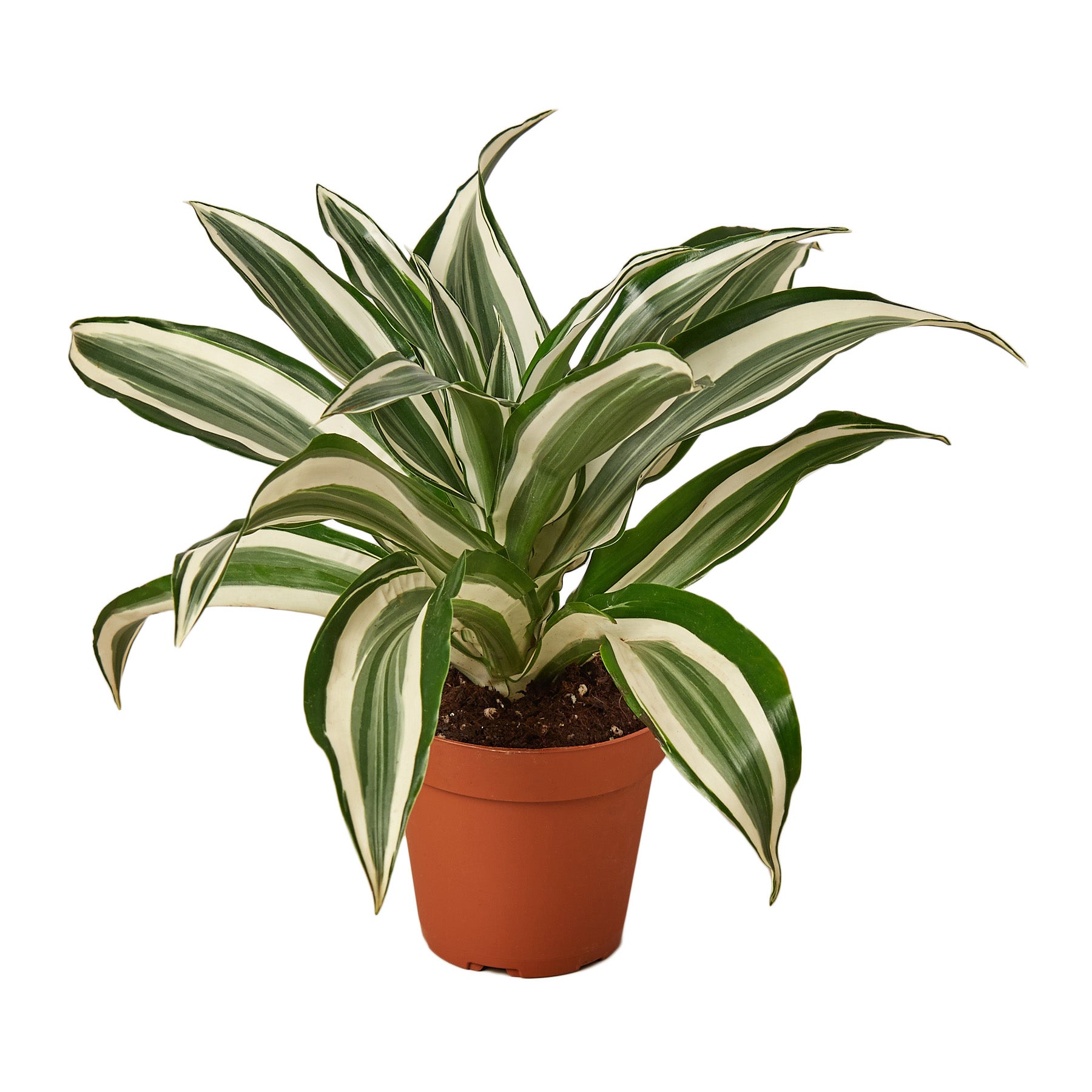 Dracaena 'Warneckii White Jewel' with striking white and green variegated leaves in a decorative pot.