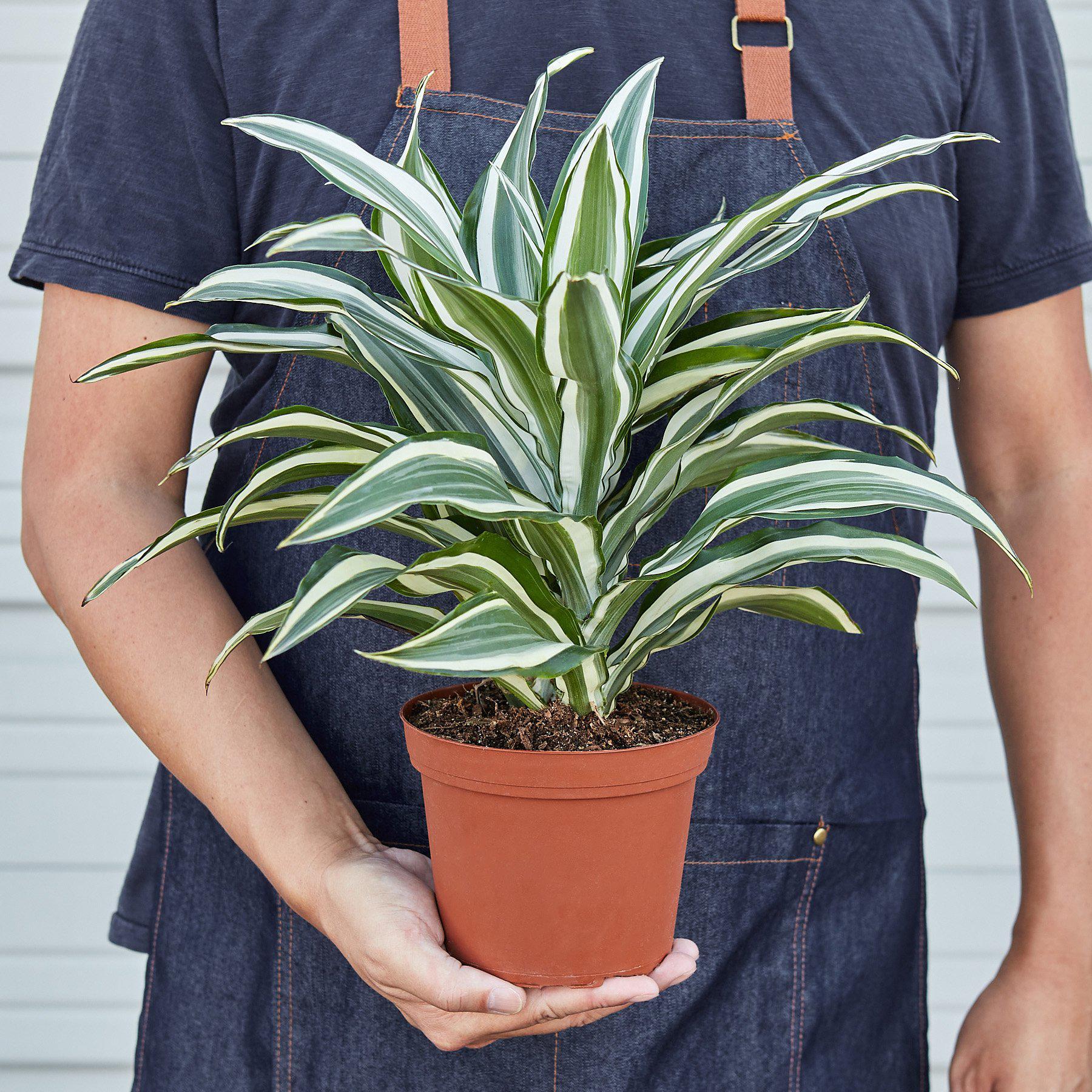 Dracaena 'Warneckii White Jewel' with striking white and green variegated leaves in a decorative pot.