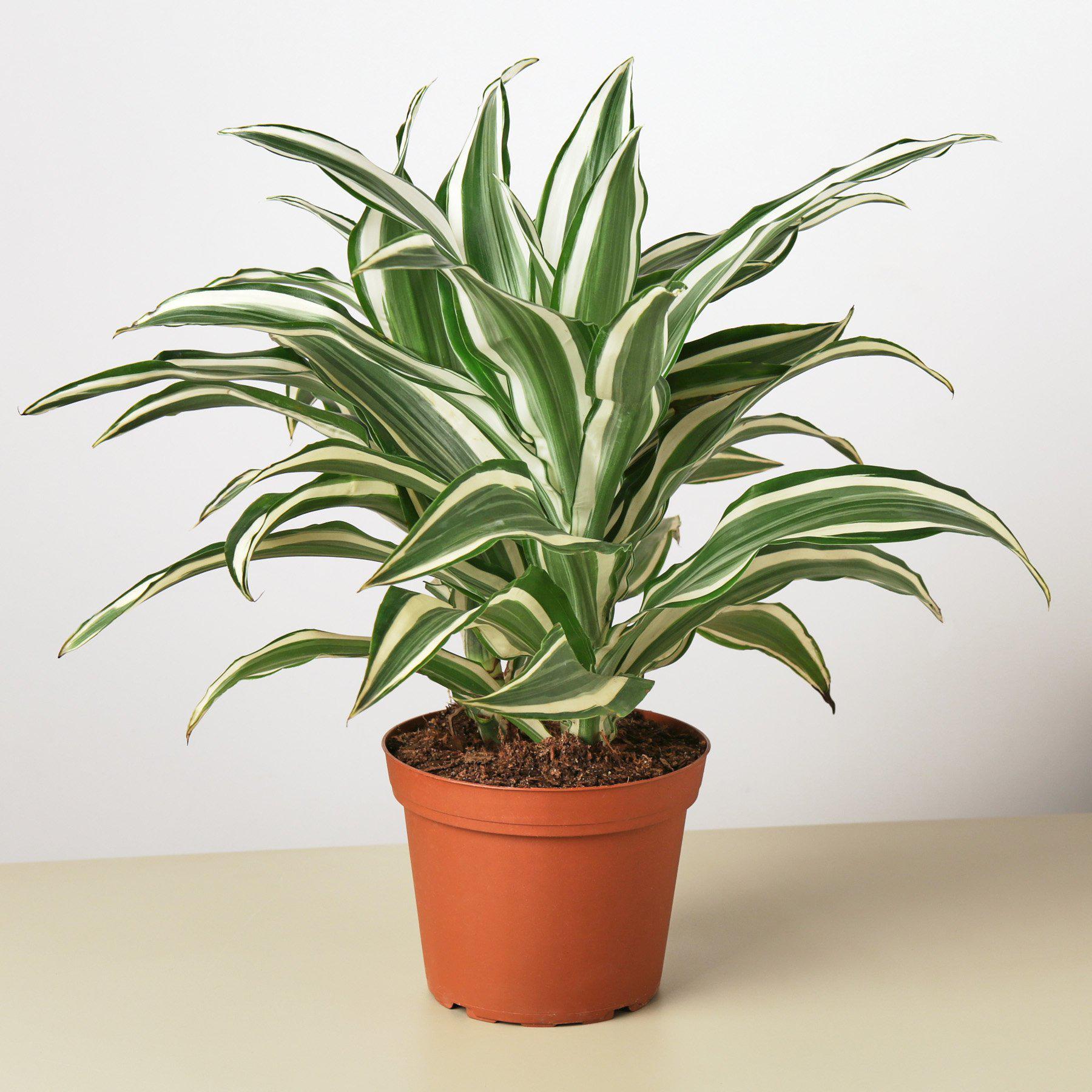 Dracaena 'Warneckii White Jewel' with striking white and green variegated leaves in a decorative pot.