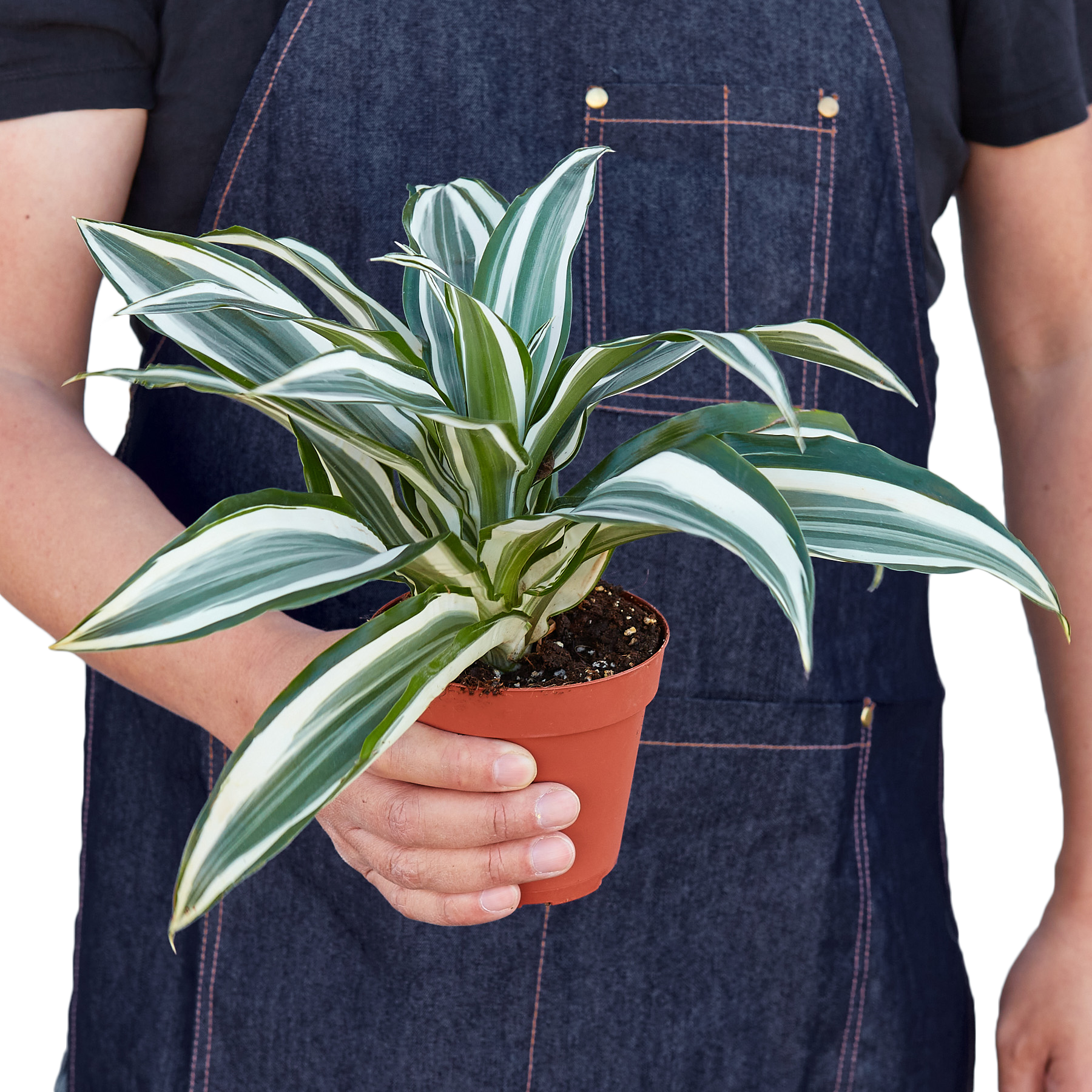 Dracaena 'Warneckii White Jewel' with striking white and green variegated leaves in a decorative pot.