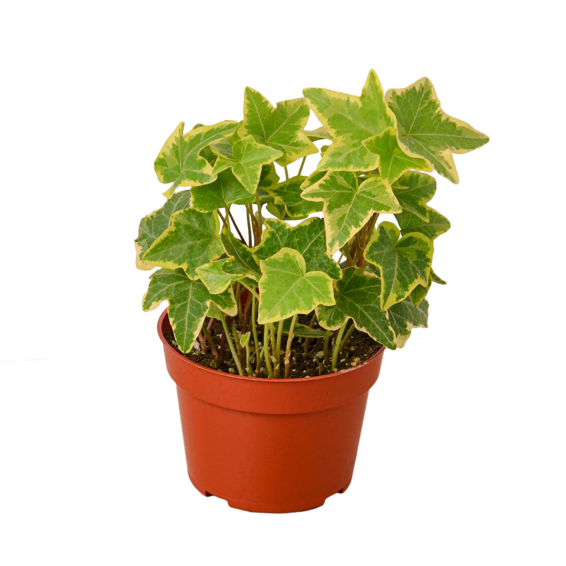 English Ivy Gold Child plant with light green leaves and yellow edges, showcasing its vibrant foliage.