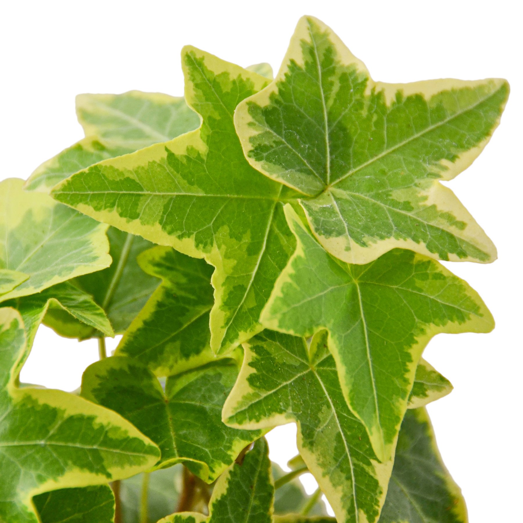 English Ivy Gold Child plant with light green leaves and yellow edges, showcasing its vibrant foliage.