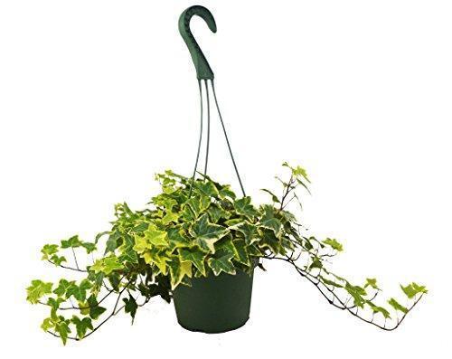 English Ivy Gold Child plant with light green leaves and yellow edges, showcasing its vibrant foliage.