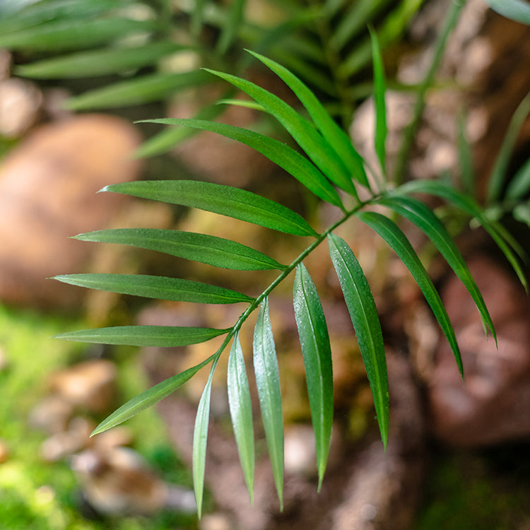 A 23-inch tall faux Murdannia plant with realistic green leaves and roots, perfect for home decor.