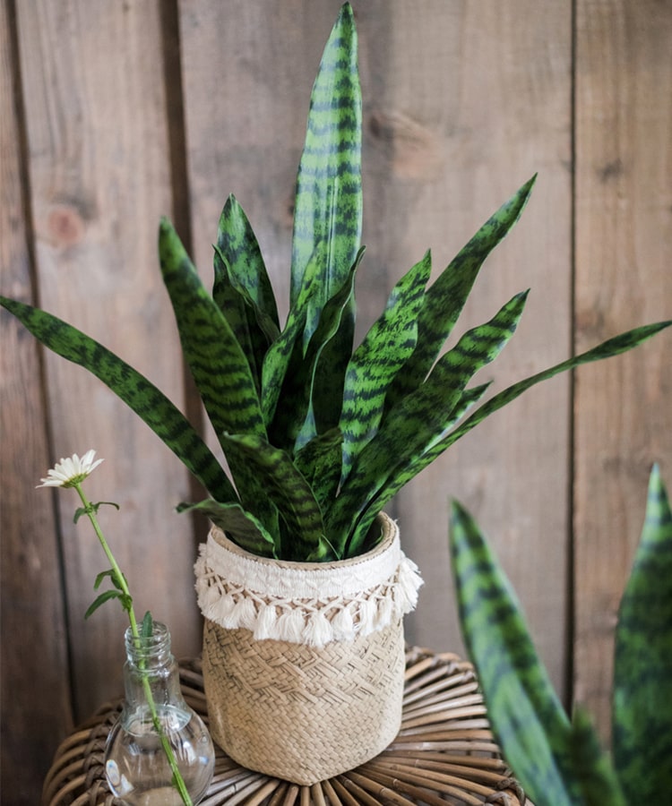 A realistic faux artificial snake plant in a decorative pot, showcasing vibrant green leaves and a modern design.