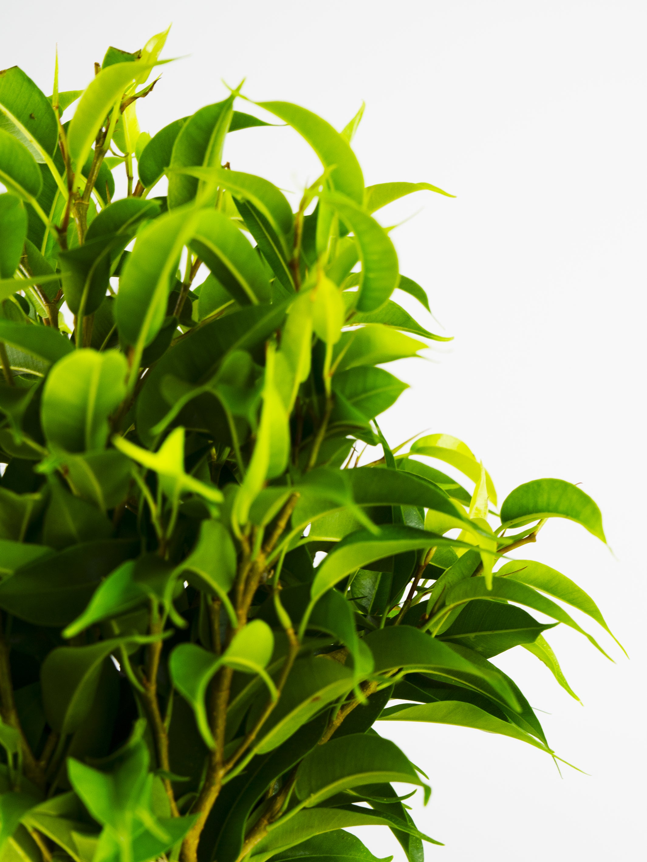 Ficus Benjamina, a lush indoor plant with vibrant green leaves and a sturdy trunk, perfect for home decoration.