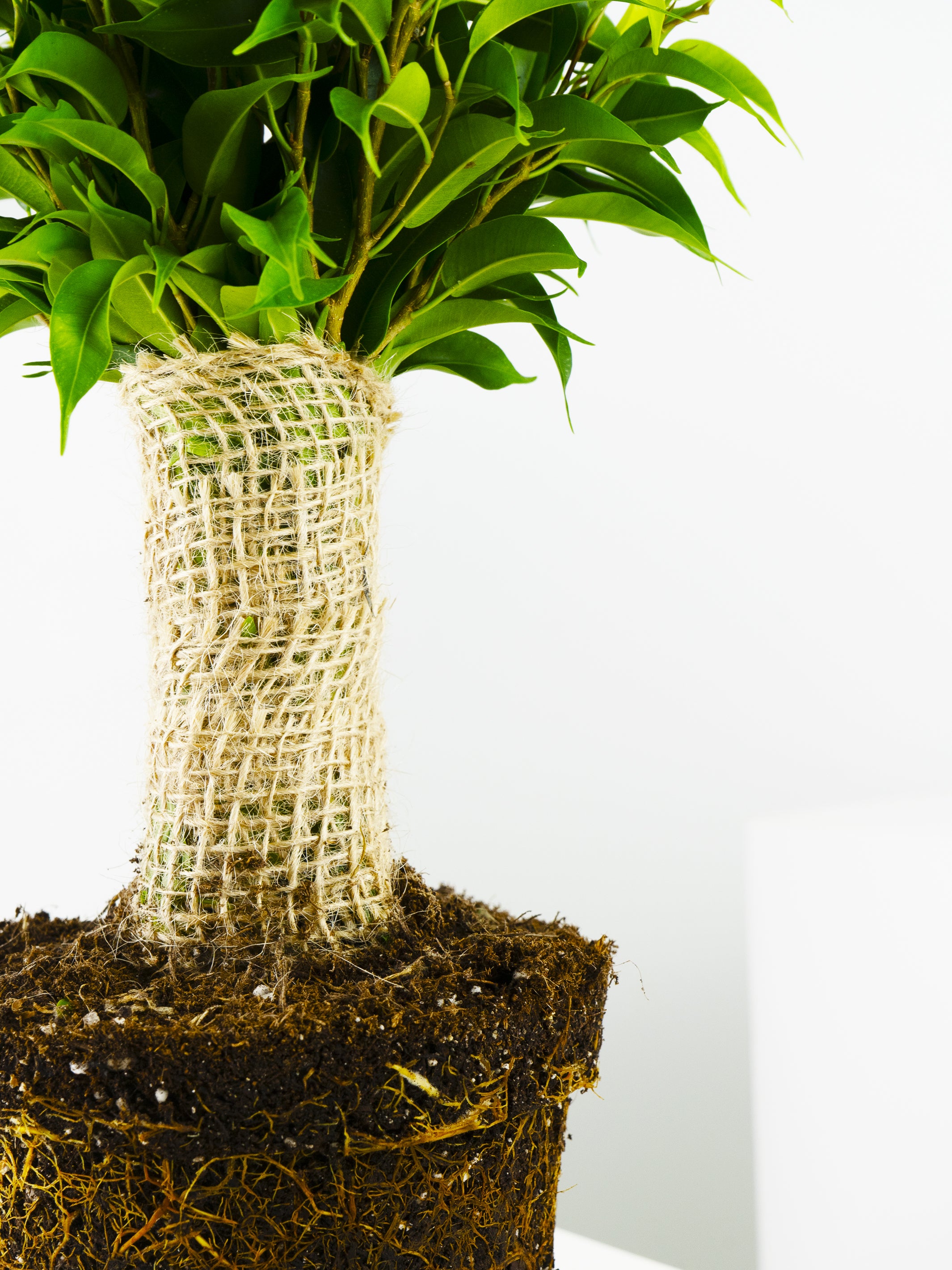 Ficus Benjamina, a lush indoor plant with vibrant green leaves and a sturdy trunk, perfect for home decoration.