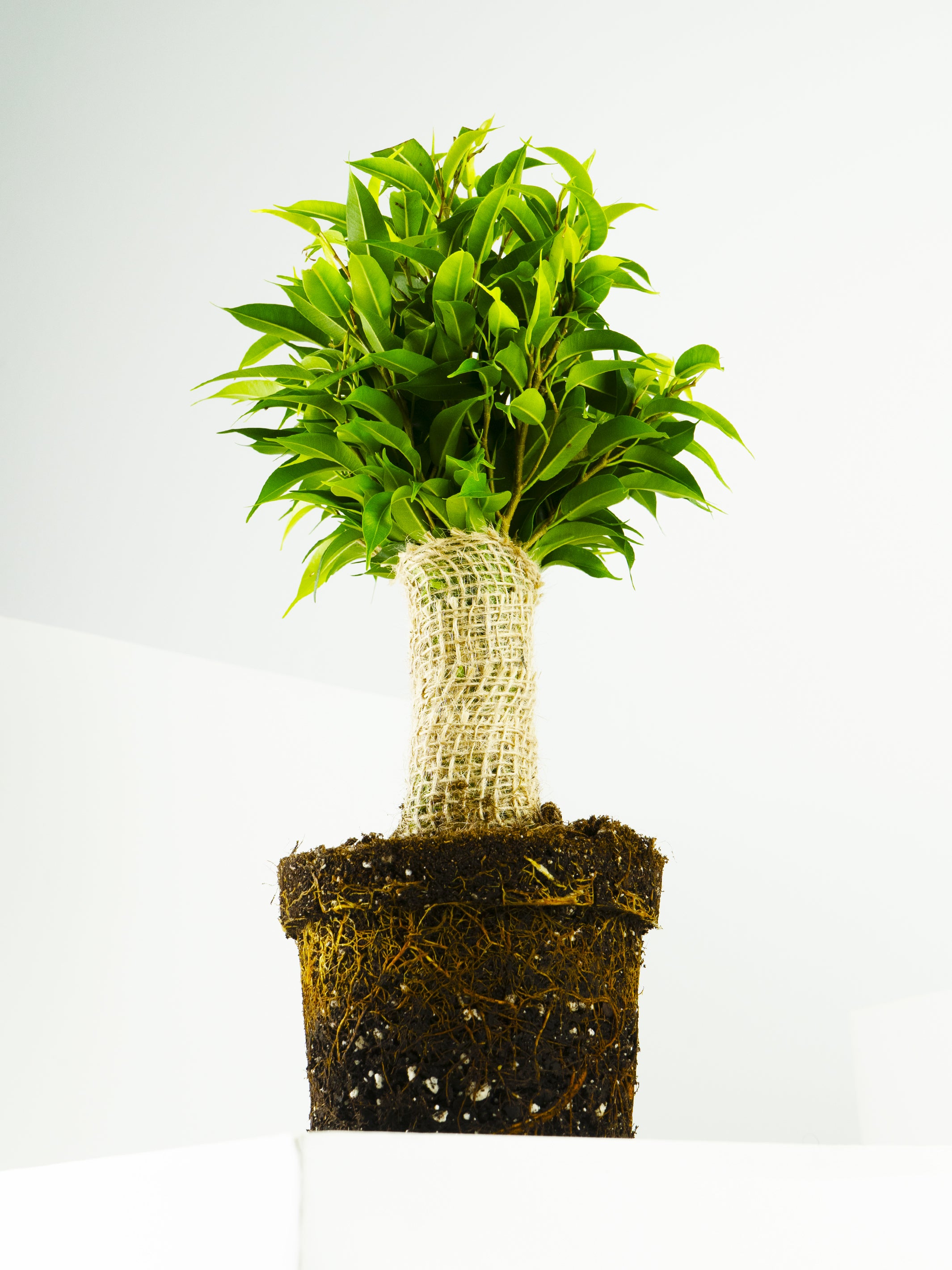 Ficus Benjamina, a lush indoor plant with vibrant green leaves and a sturdy trunk, perfect for home decoration.