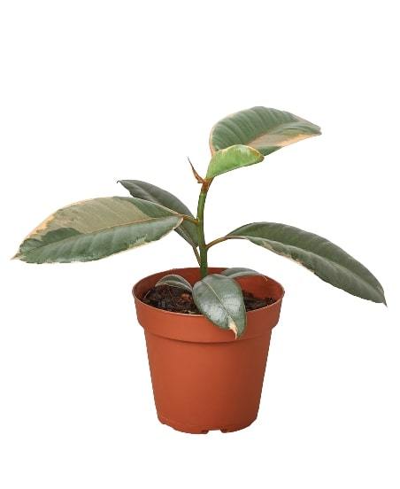 Ficus Elastica 'Ruby Pink' showcasing vibrant red-pink and white variegated leaves in a decorative pot.