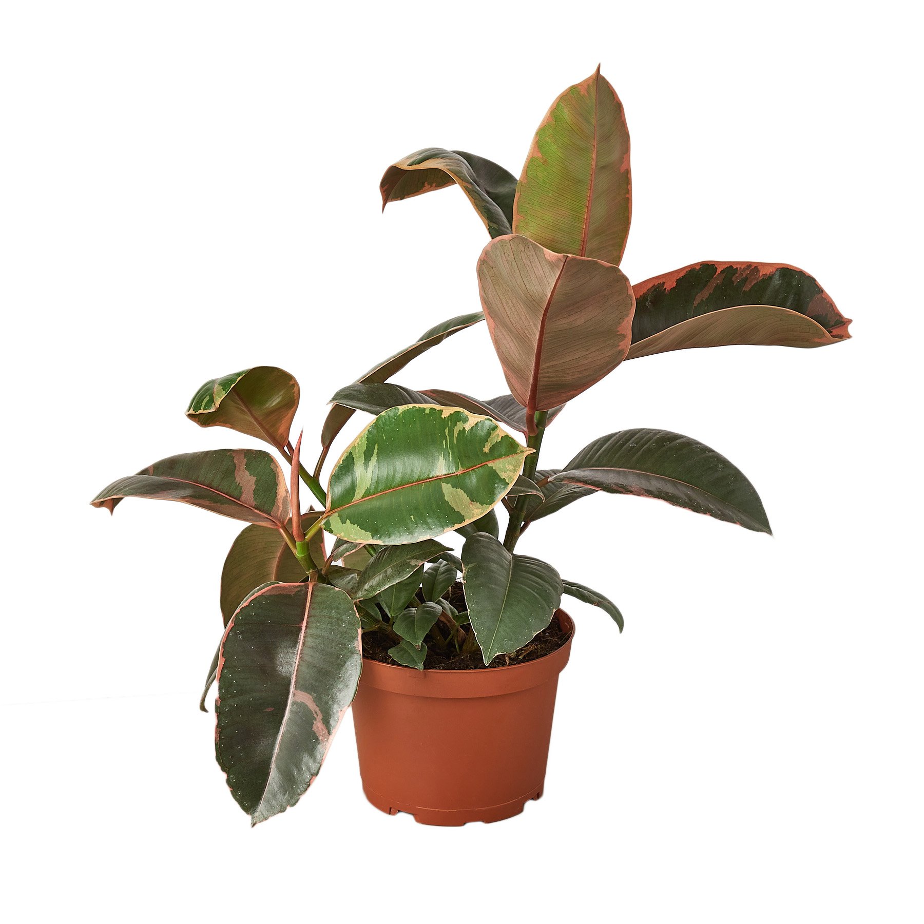 Ficus Elastica 'Ruby Pink' showcasing vibrant red-pink and white variegated leaves in a decorative pot.