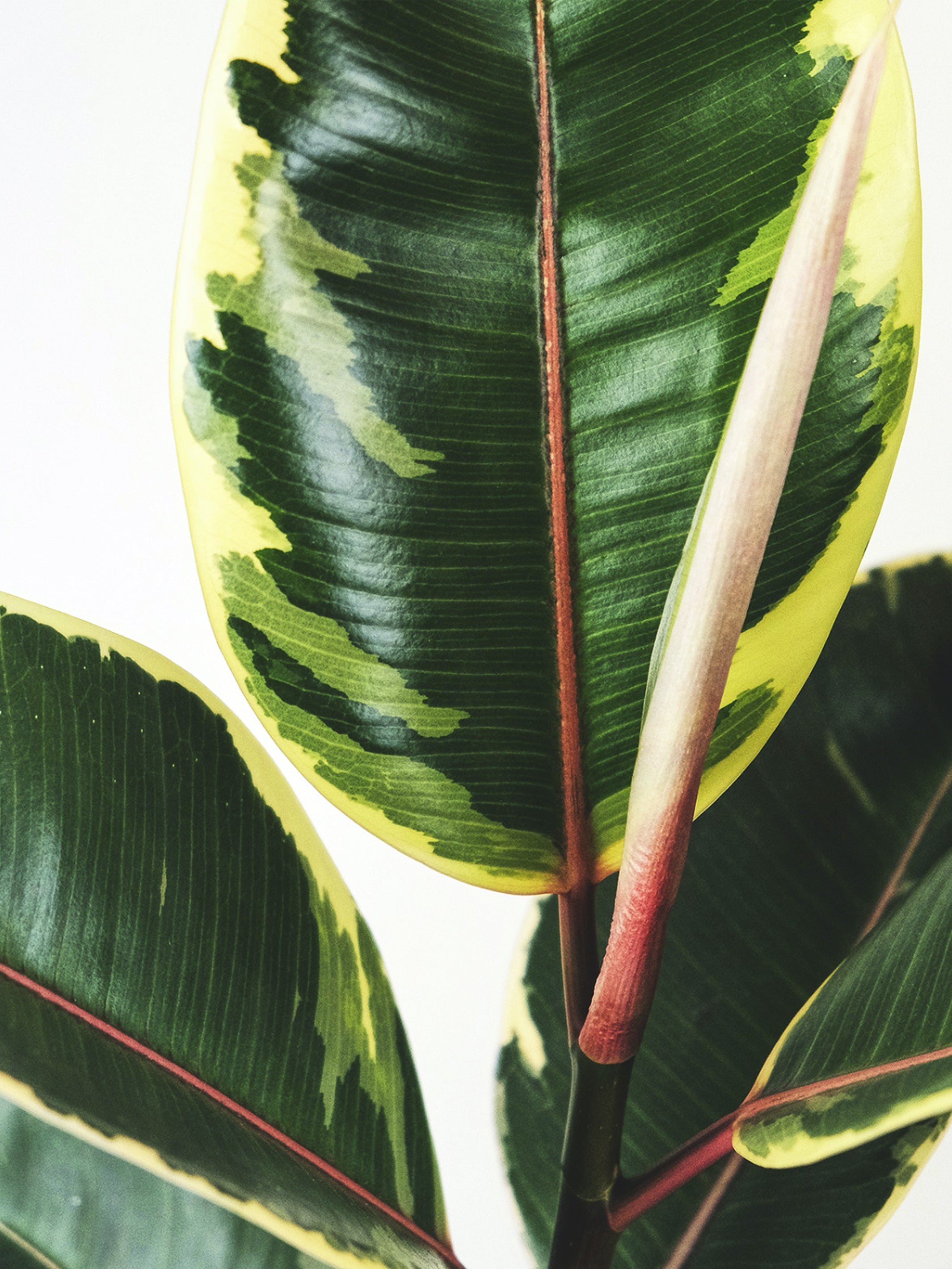 Ficus Tineke plant showcasing thick green and white leaves in a nursery pot, perfect for indoor decoration.