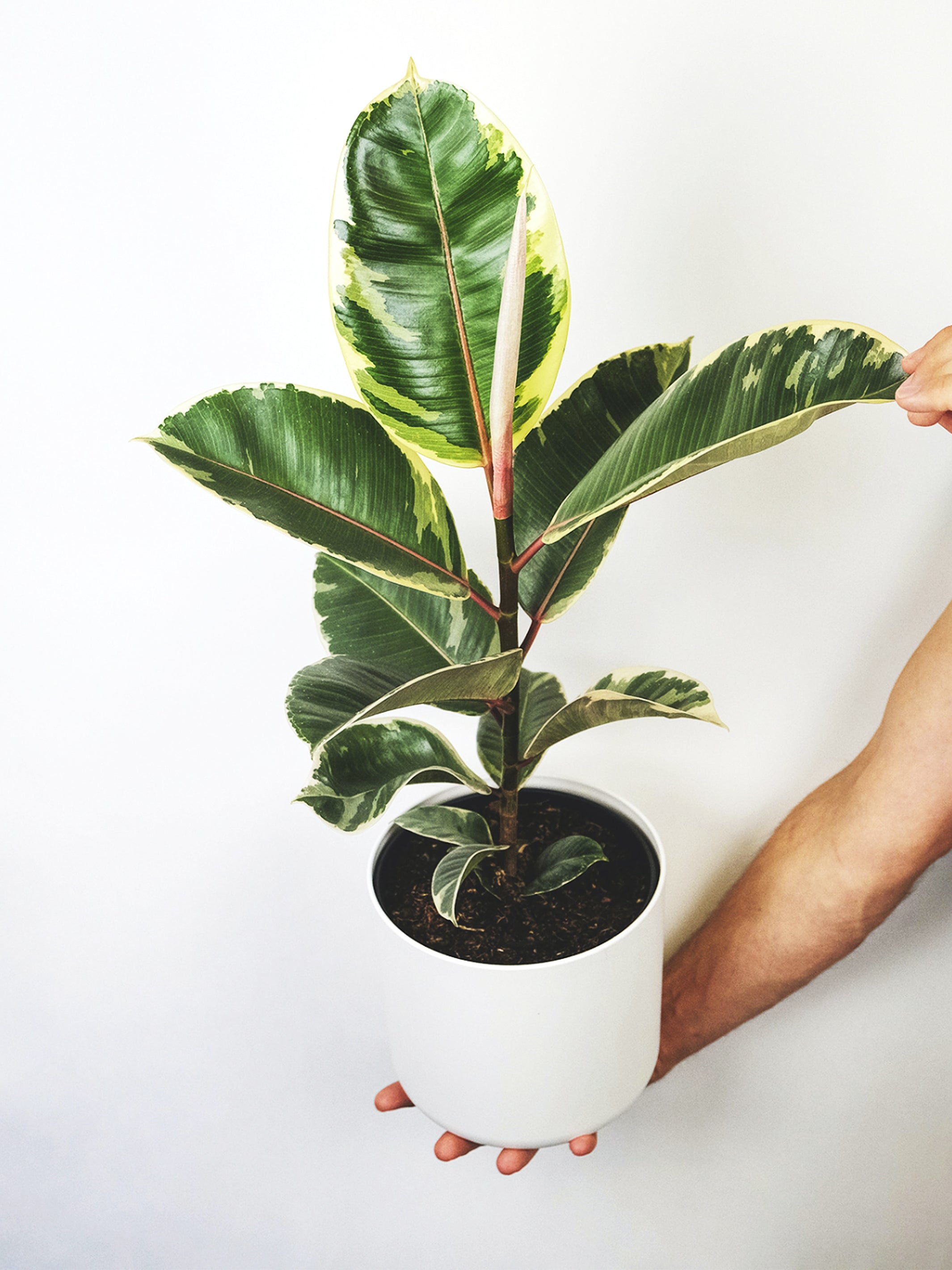 Ficus Tineke plant showcasing thick green and white leaves in a nursery pot, perfect for indoor decoration.