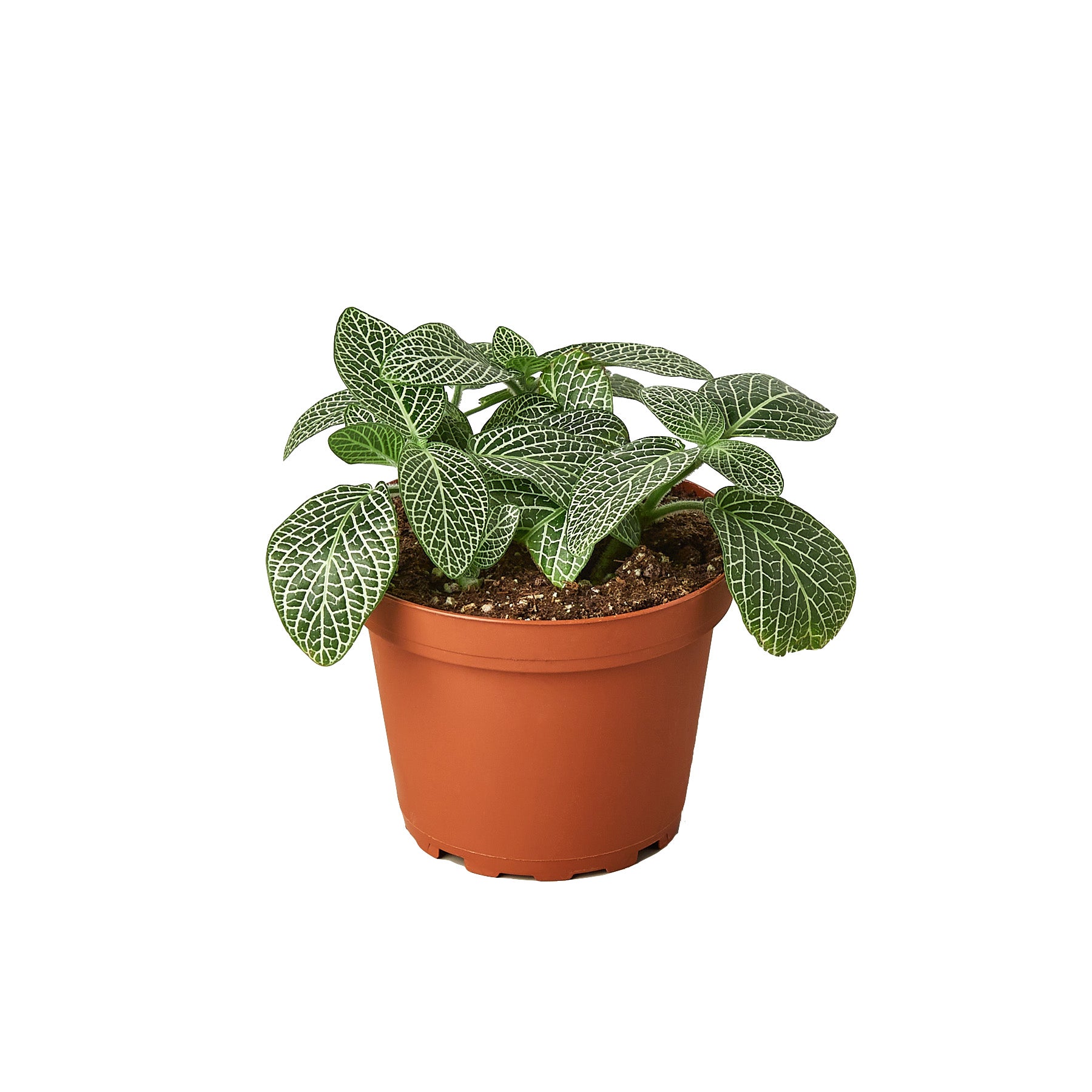 Fittonia 'White Nerve Plant' showcasing deep-green leaves with striking silvery-white veins, perfect for indoor decoration.