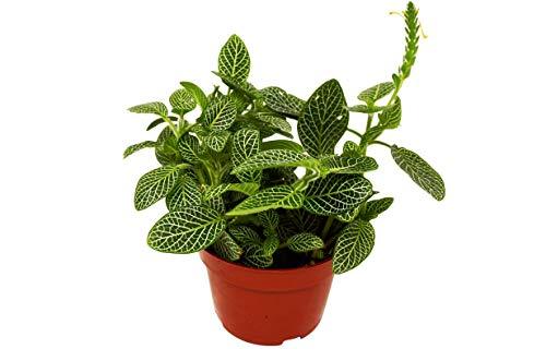 Fittonia 'White Nerve Plant' showcasing deep-green leaves with striking silvery-white veins, perfect for indoor decoration.