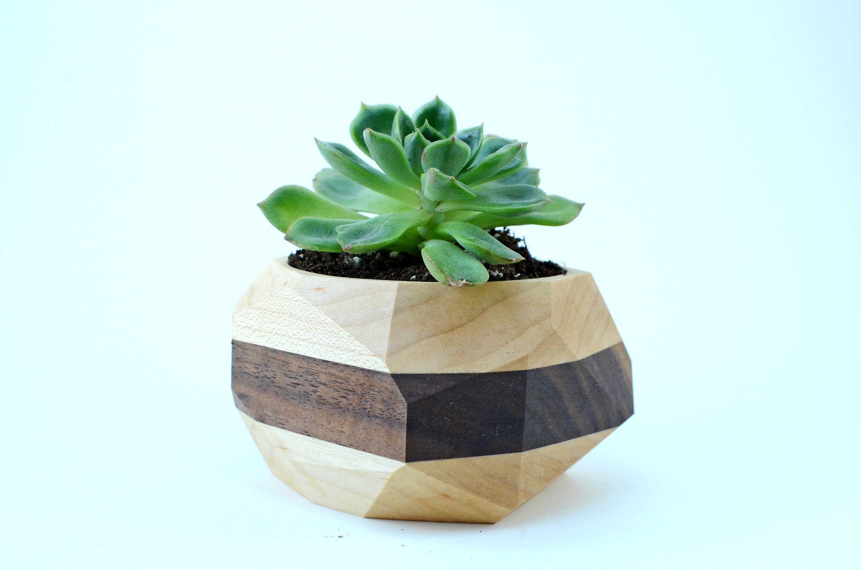 A modern geometric planter made from Black Walnut and Maple, designed for cacti and succulents, showcasing unique wood grain patterns.