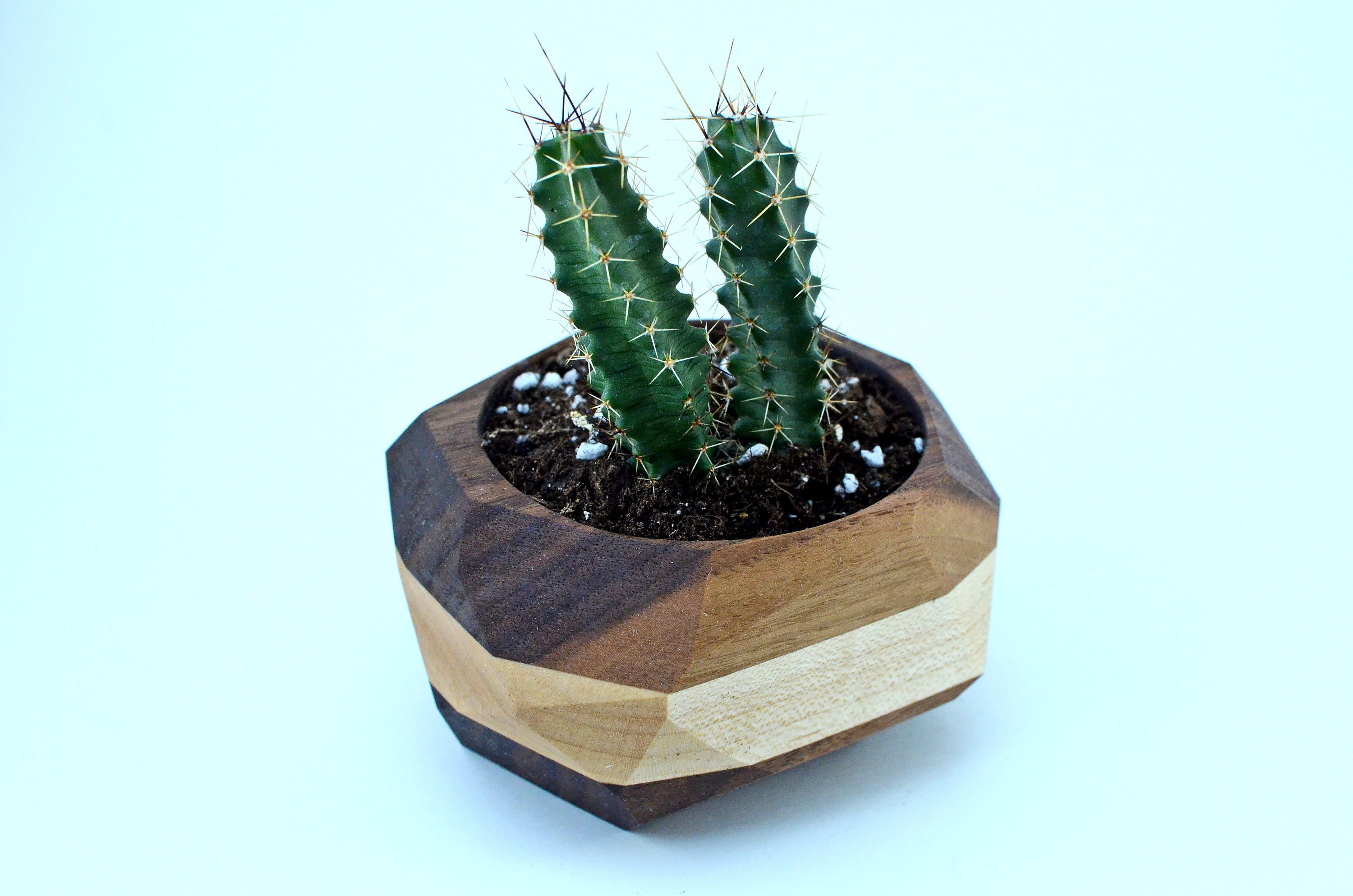 A modern geometric planter made from Black Walnut and Maple, designed for cacti and succulents, showcasing unique wood grain patterns.