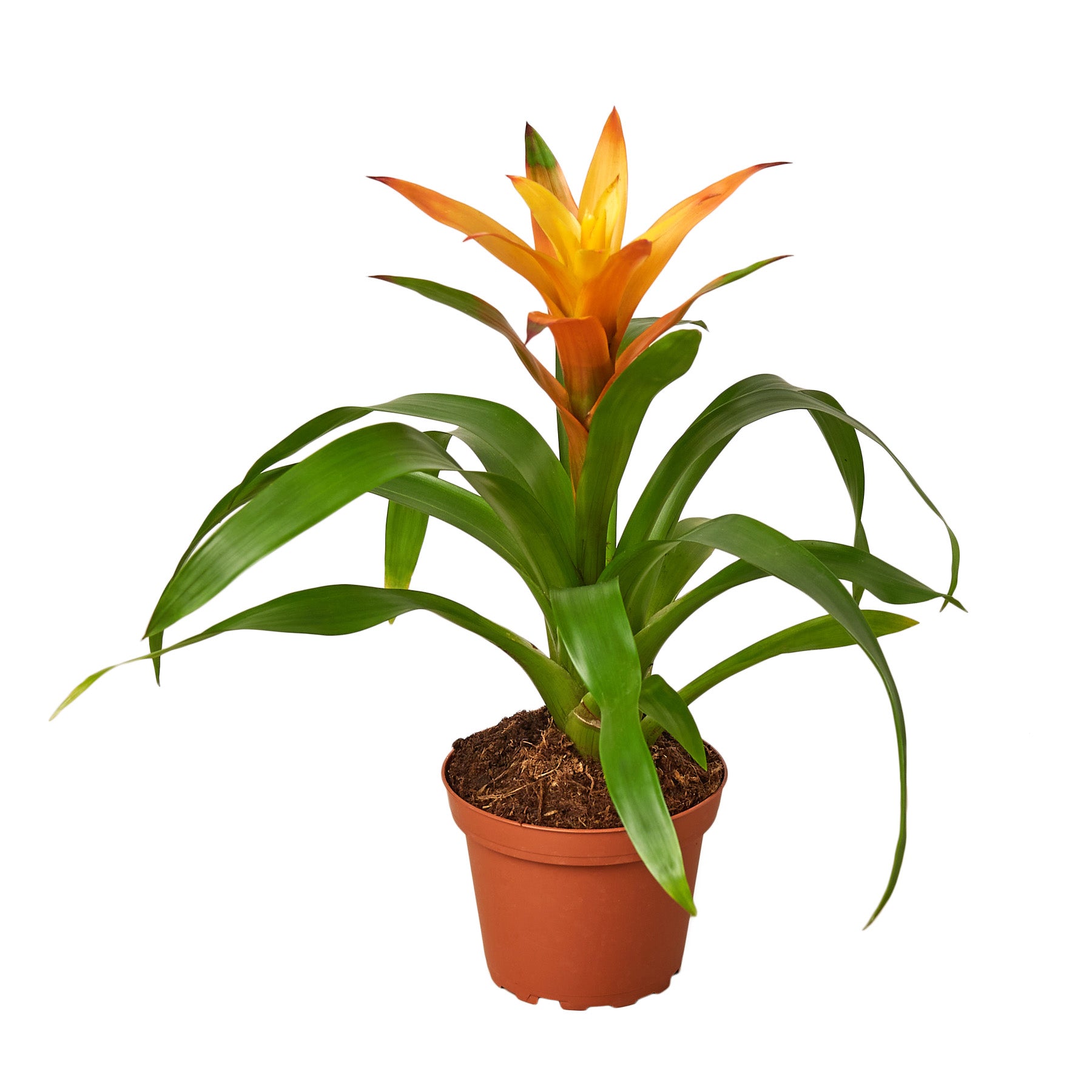 Guzmania Bromeliad 'Orange' showcasing vibrant orange flowers and lush green leaves in a decorative pot.