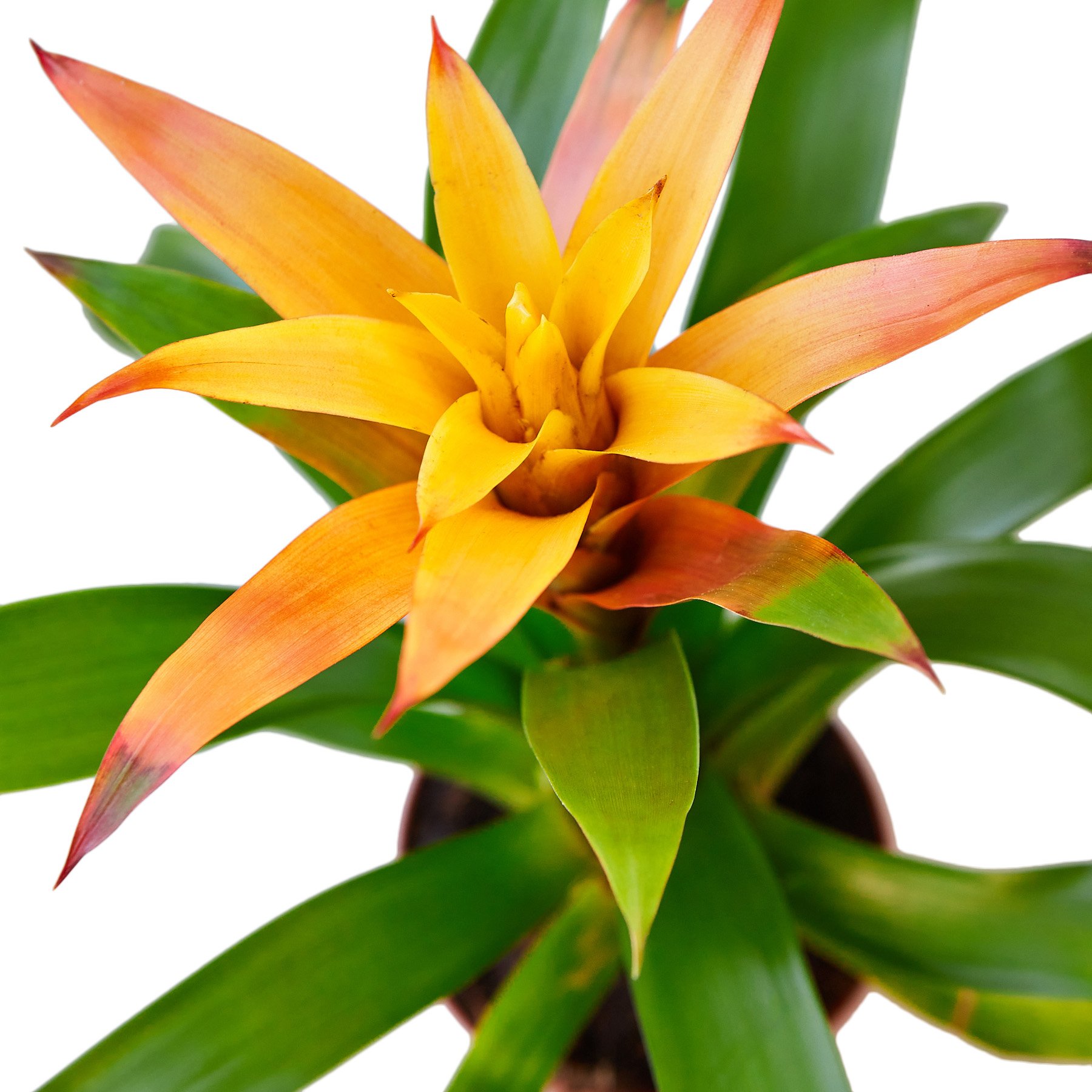 Guzmania Bromeliad 'Orange' showcasing vibrant orange flowers and lush green leaves in a decorative pot.